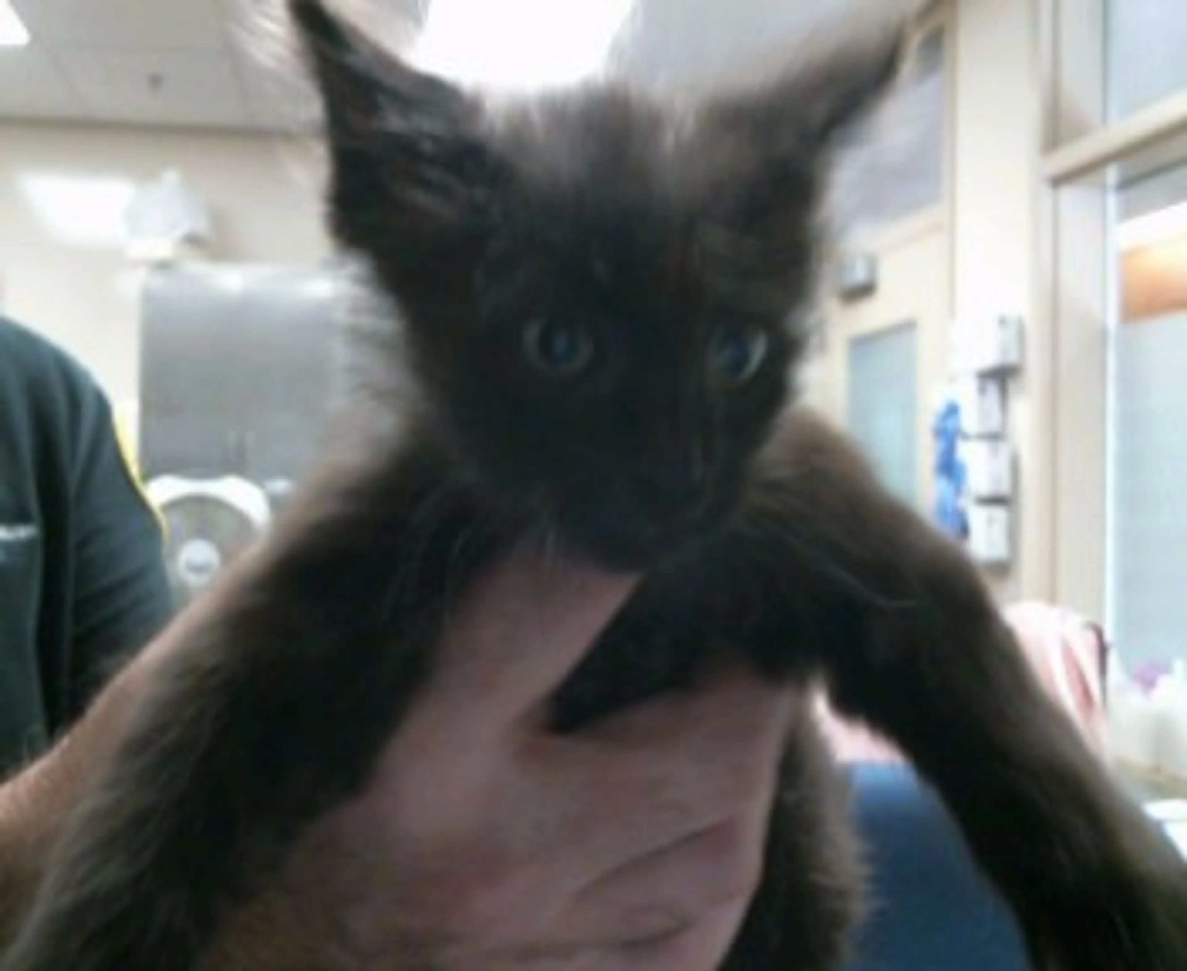 Found pet
