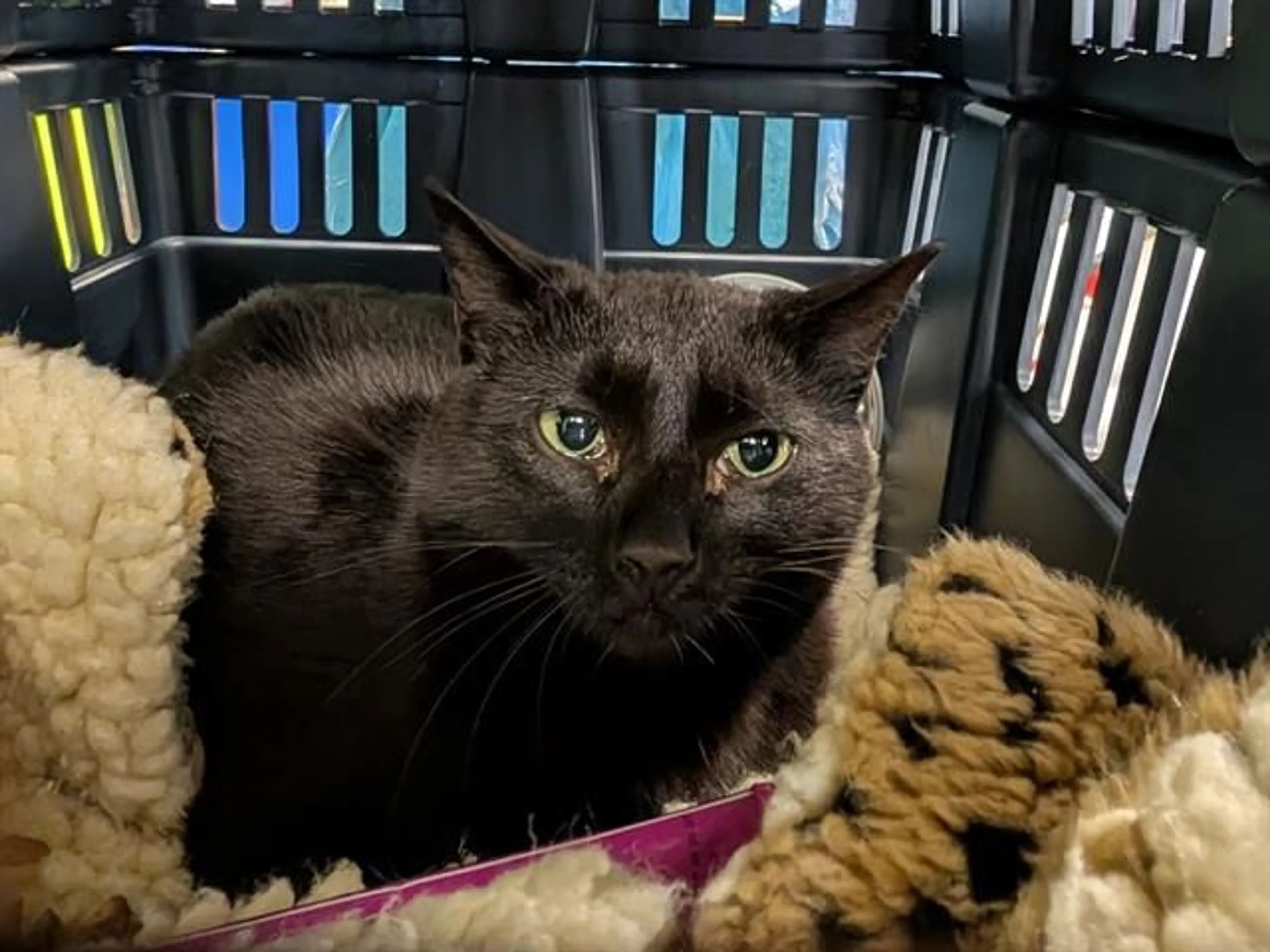 Found pet