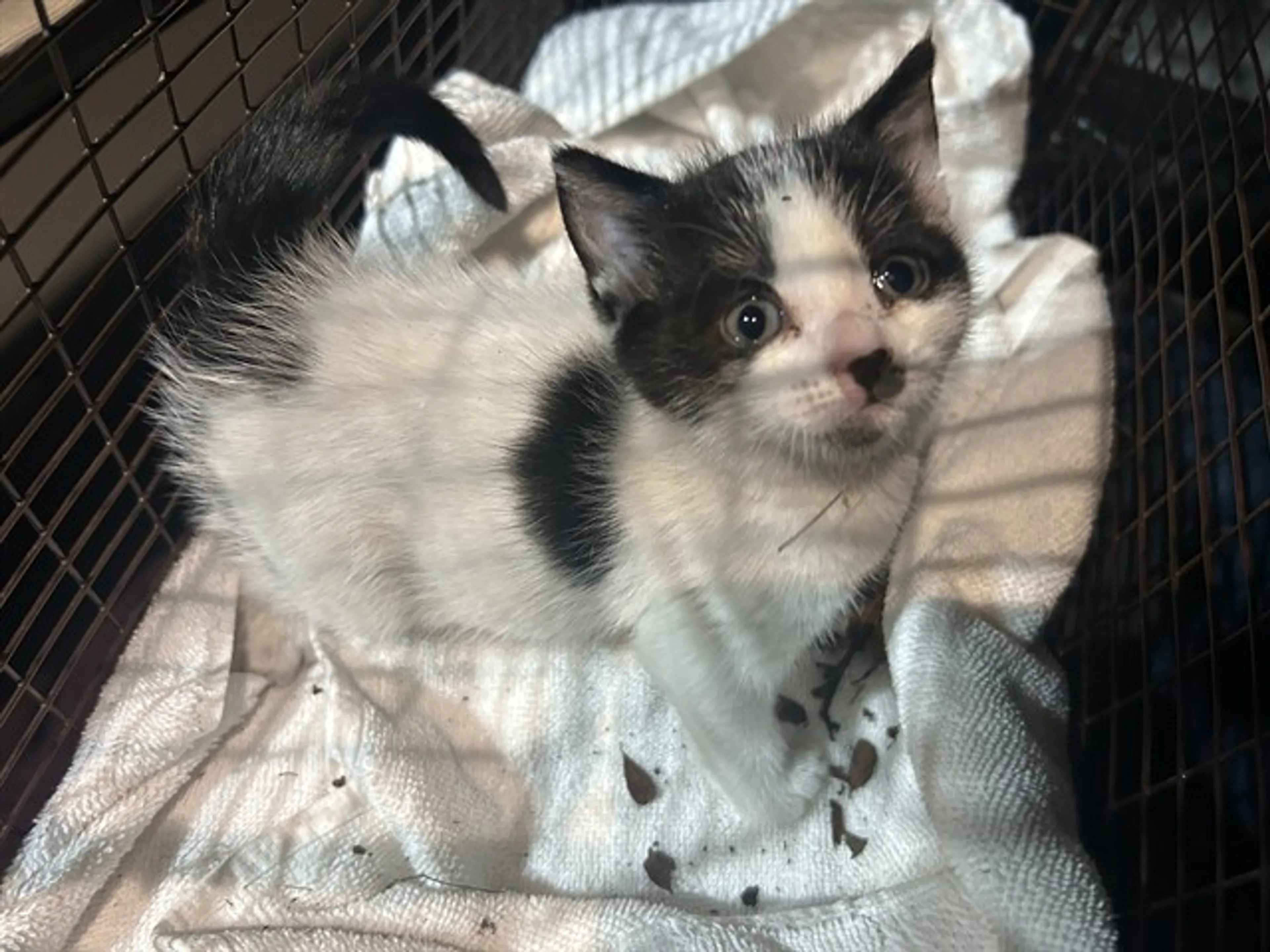 Found pet