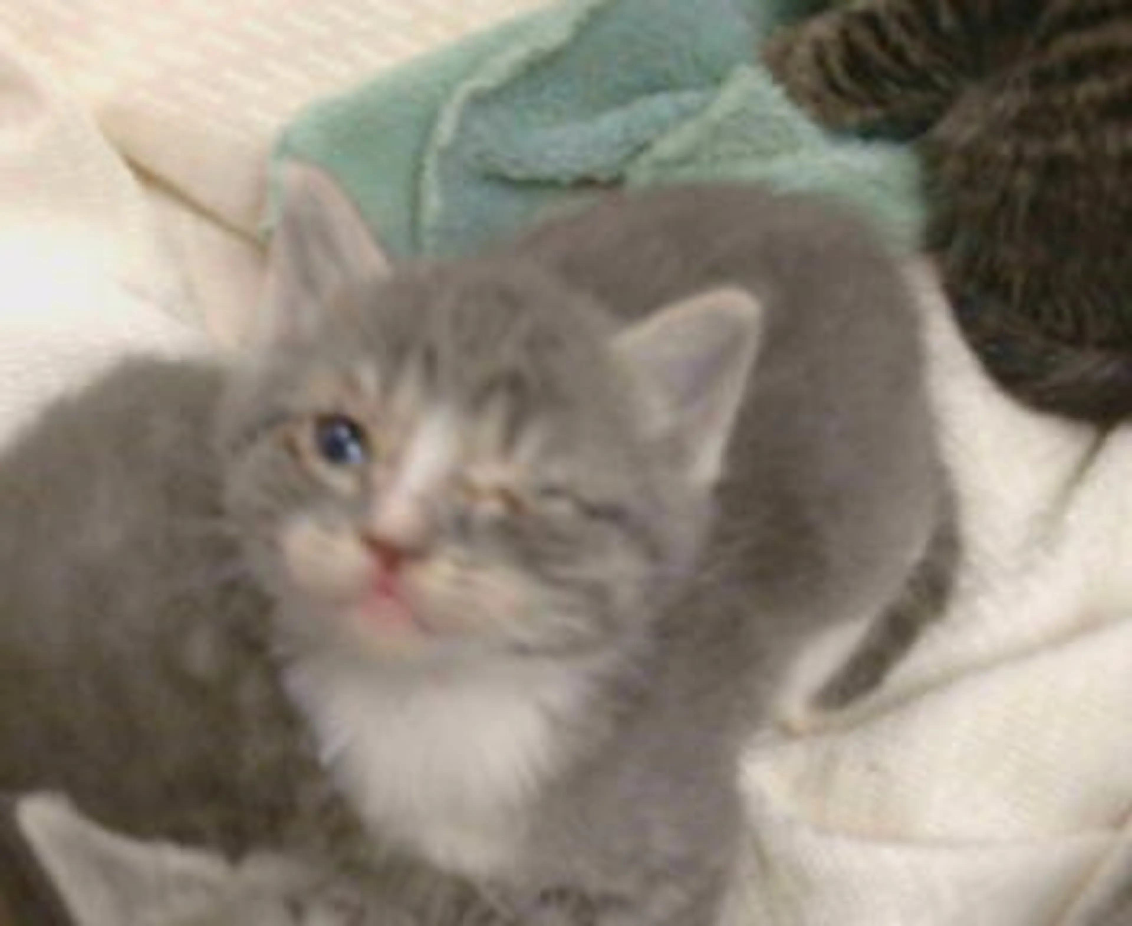 Found pet