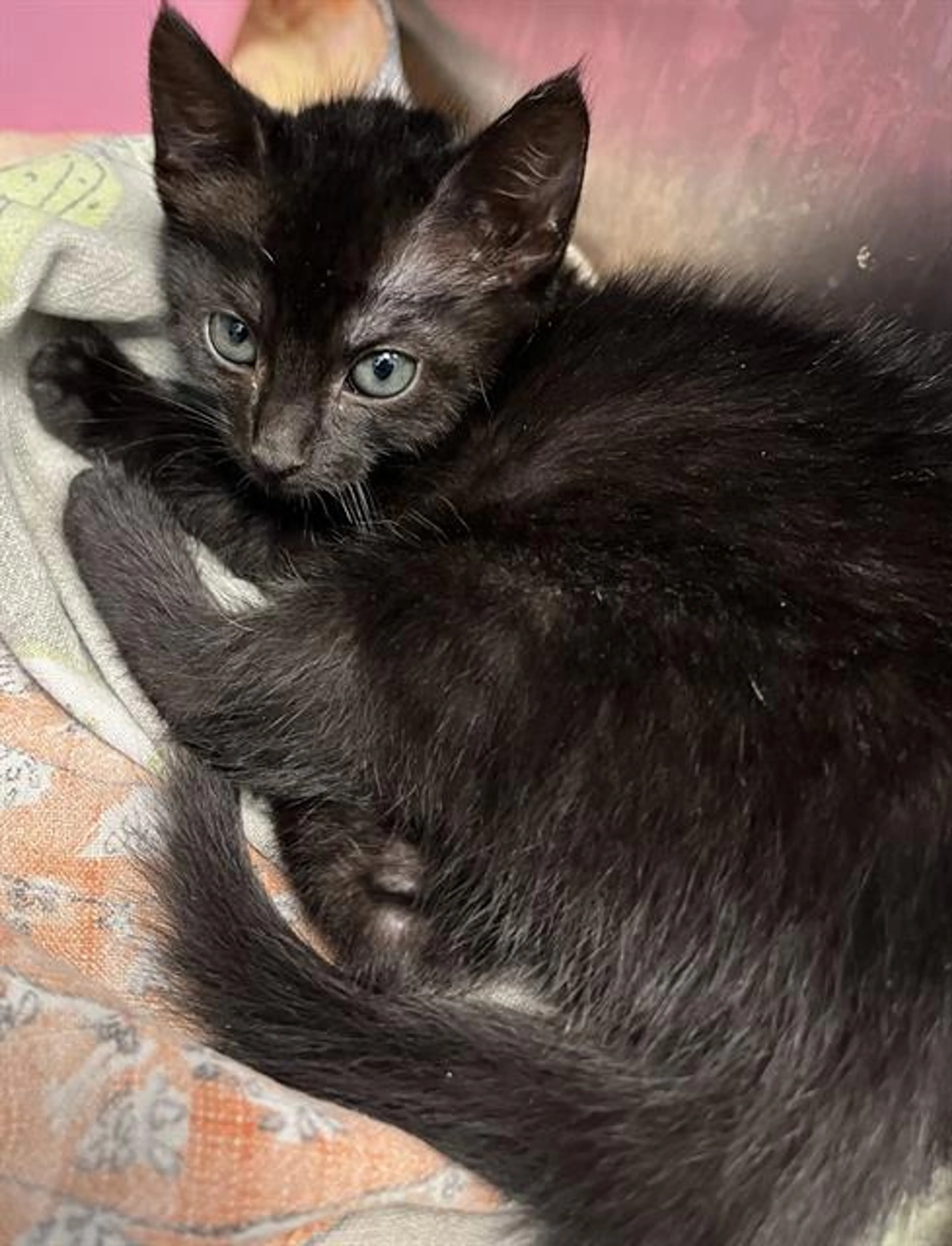 Found pet