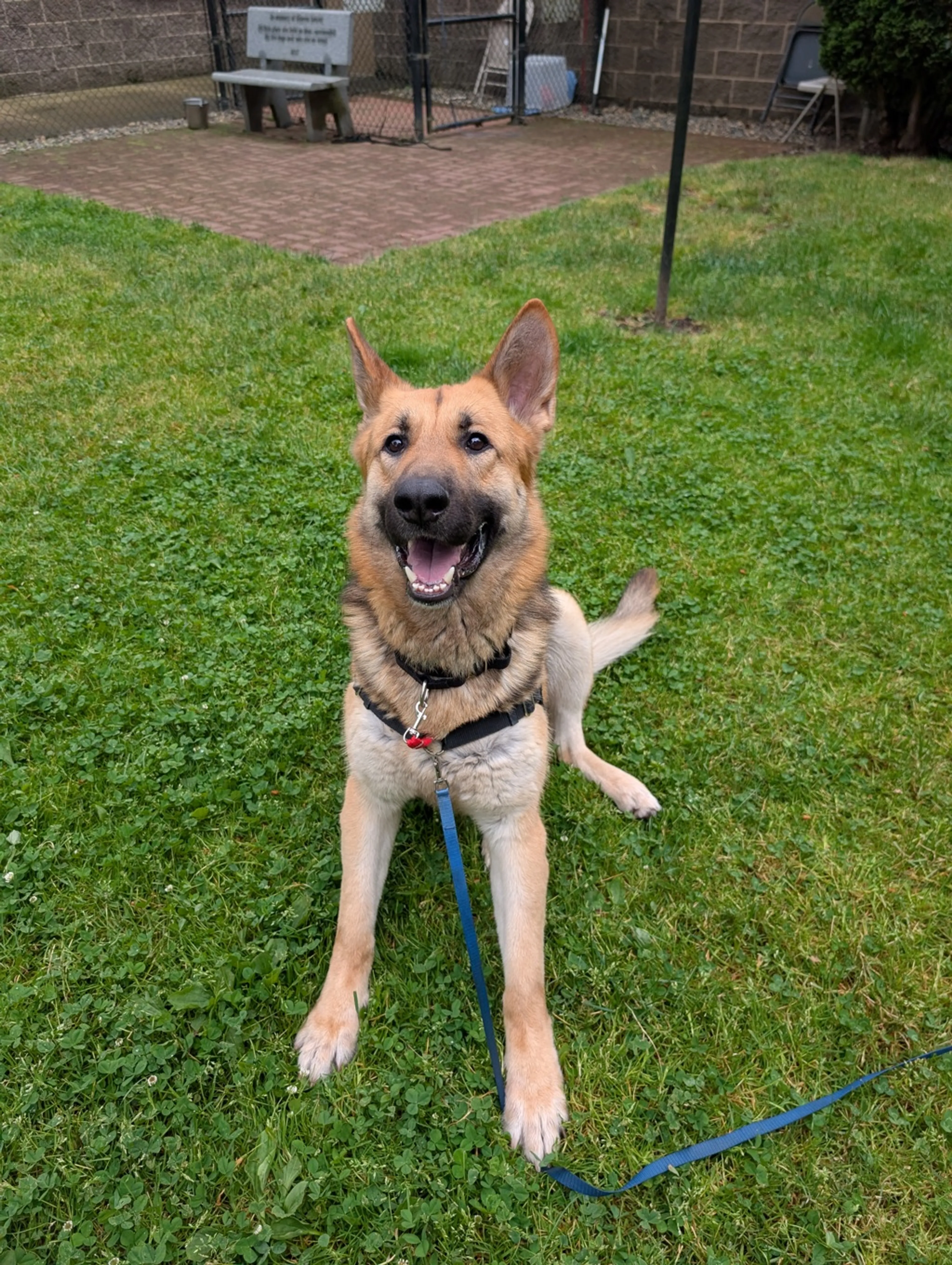 Found pet-3