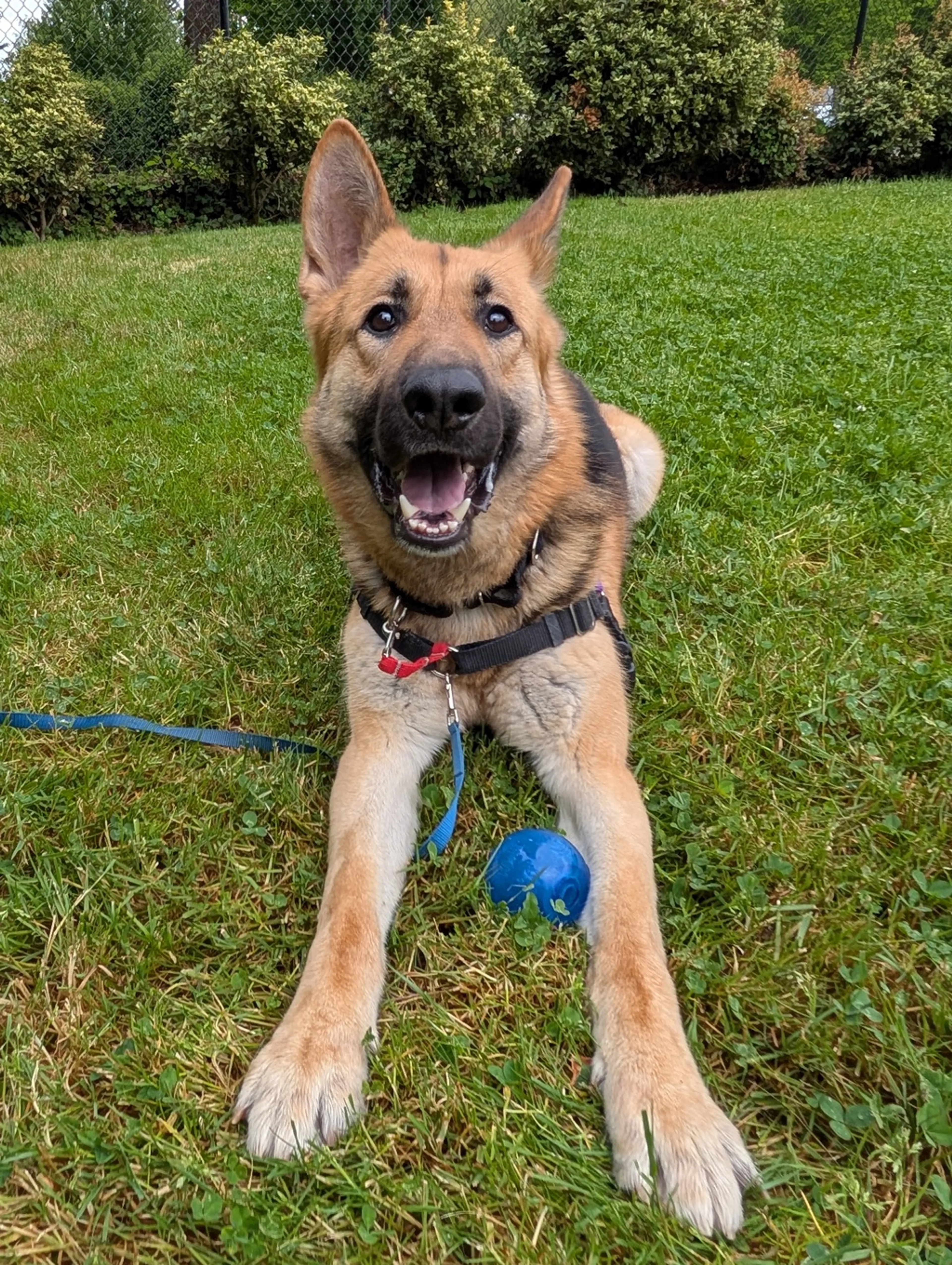 Found pet-1