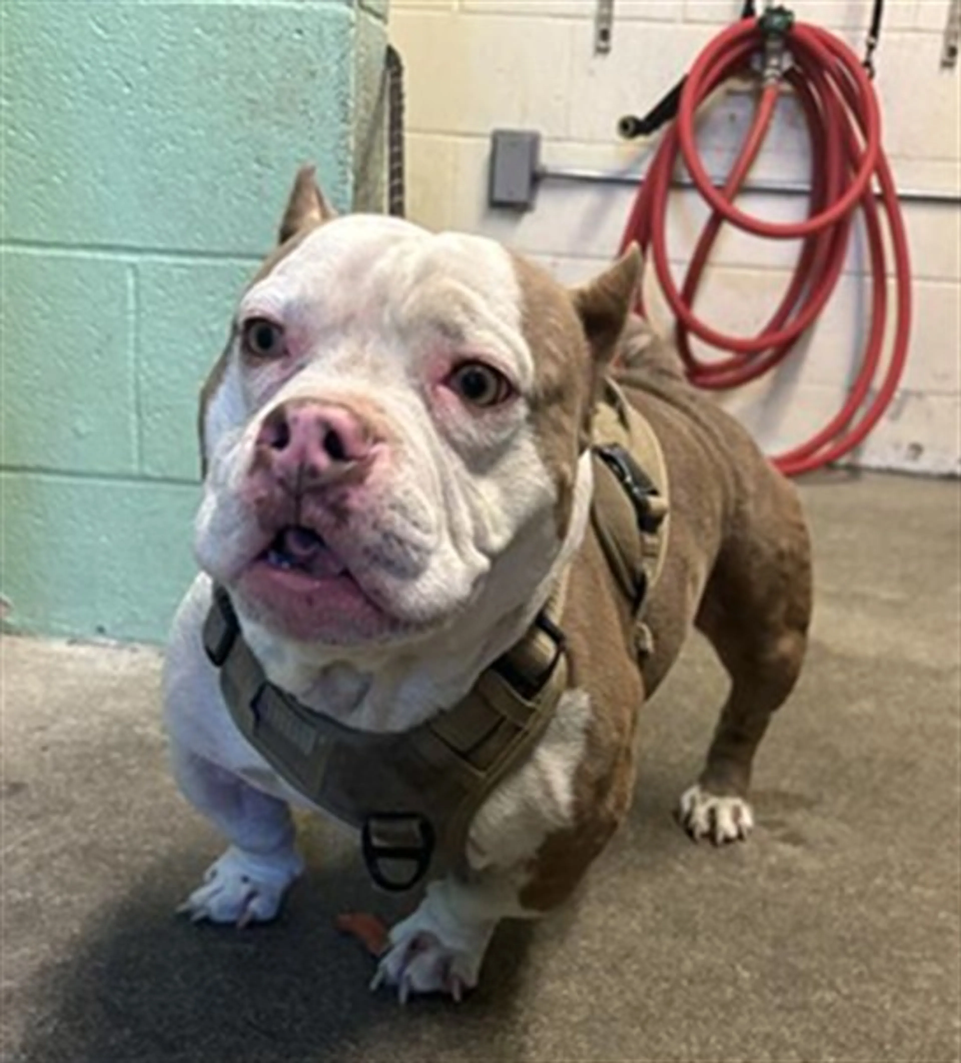 Found pet
