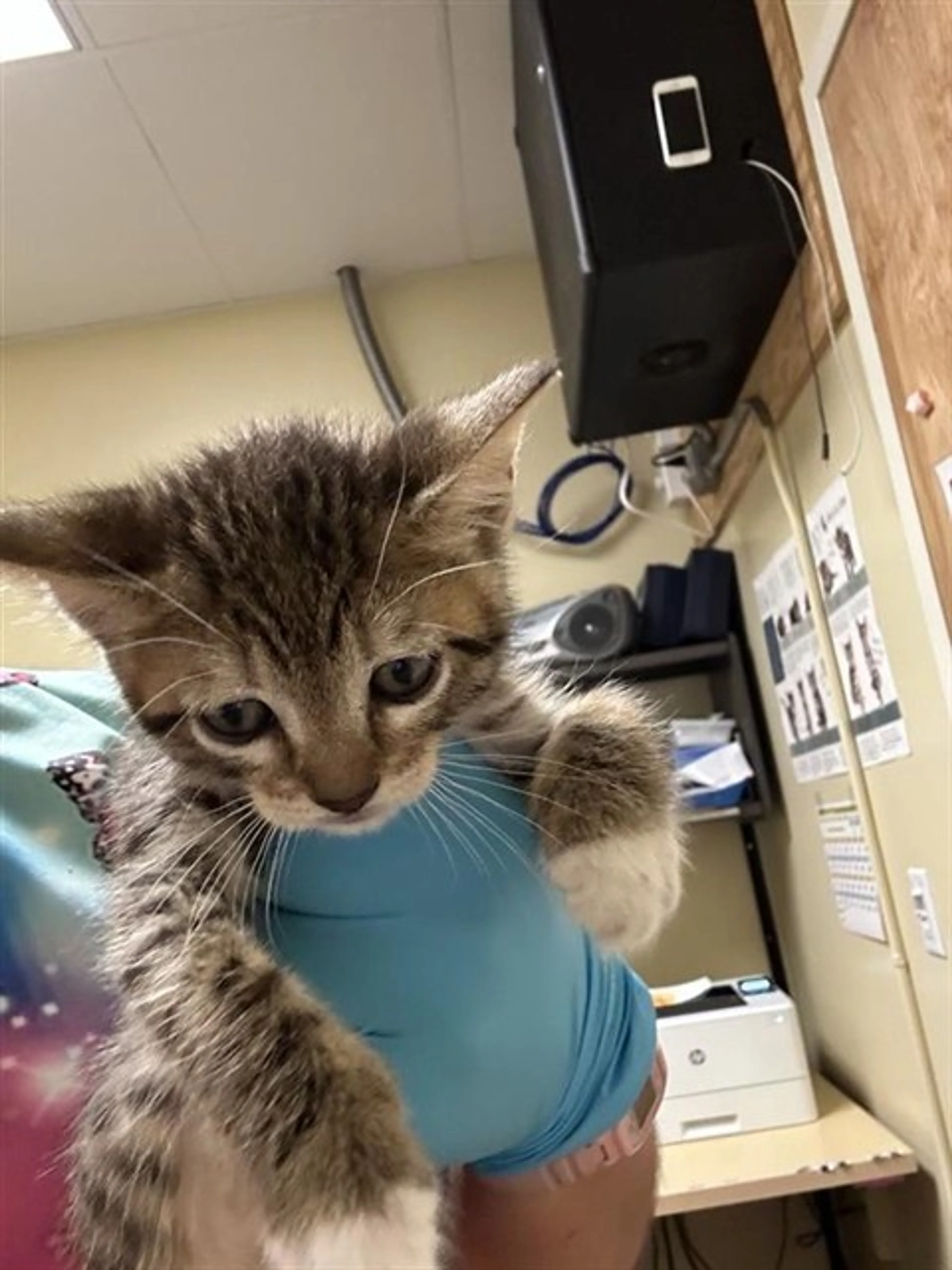 Found pet