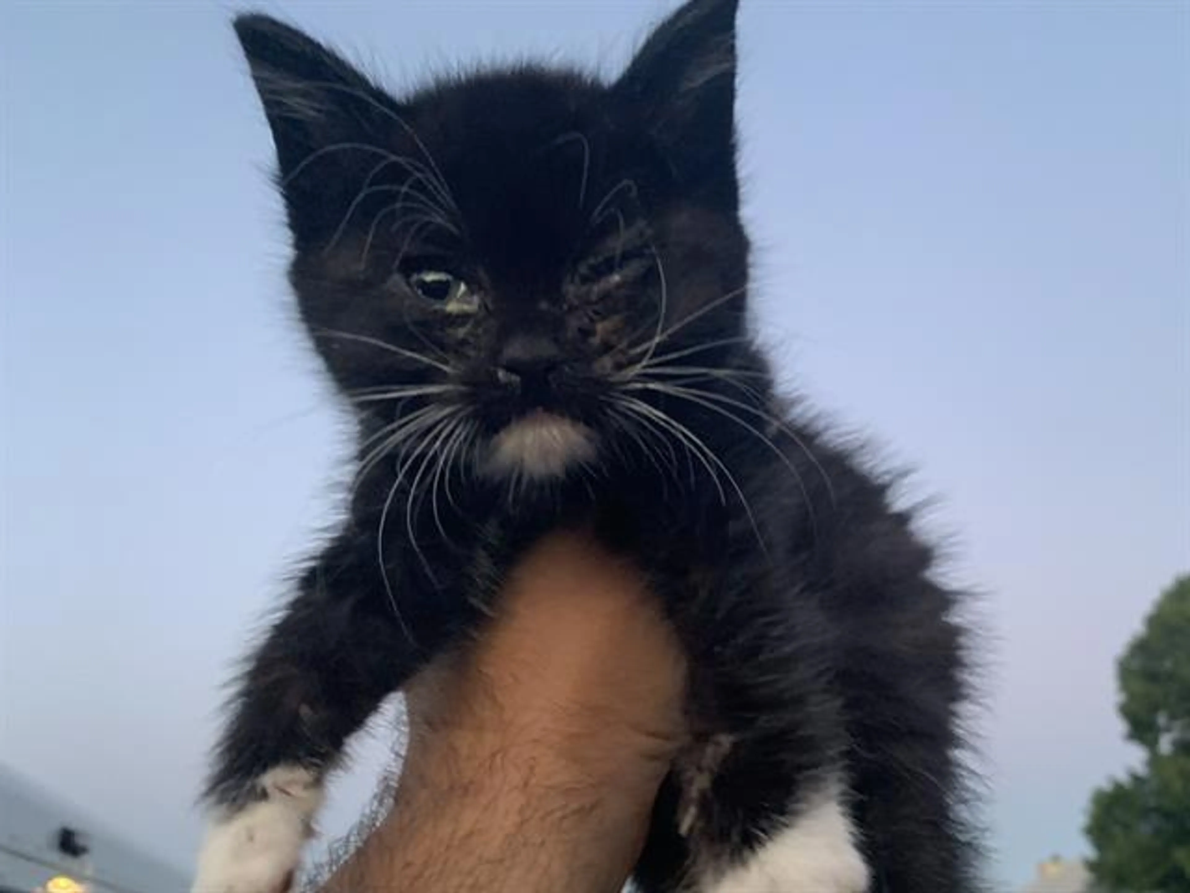 Found pet