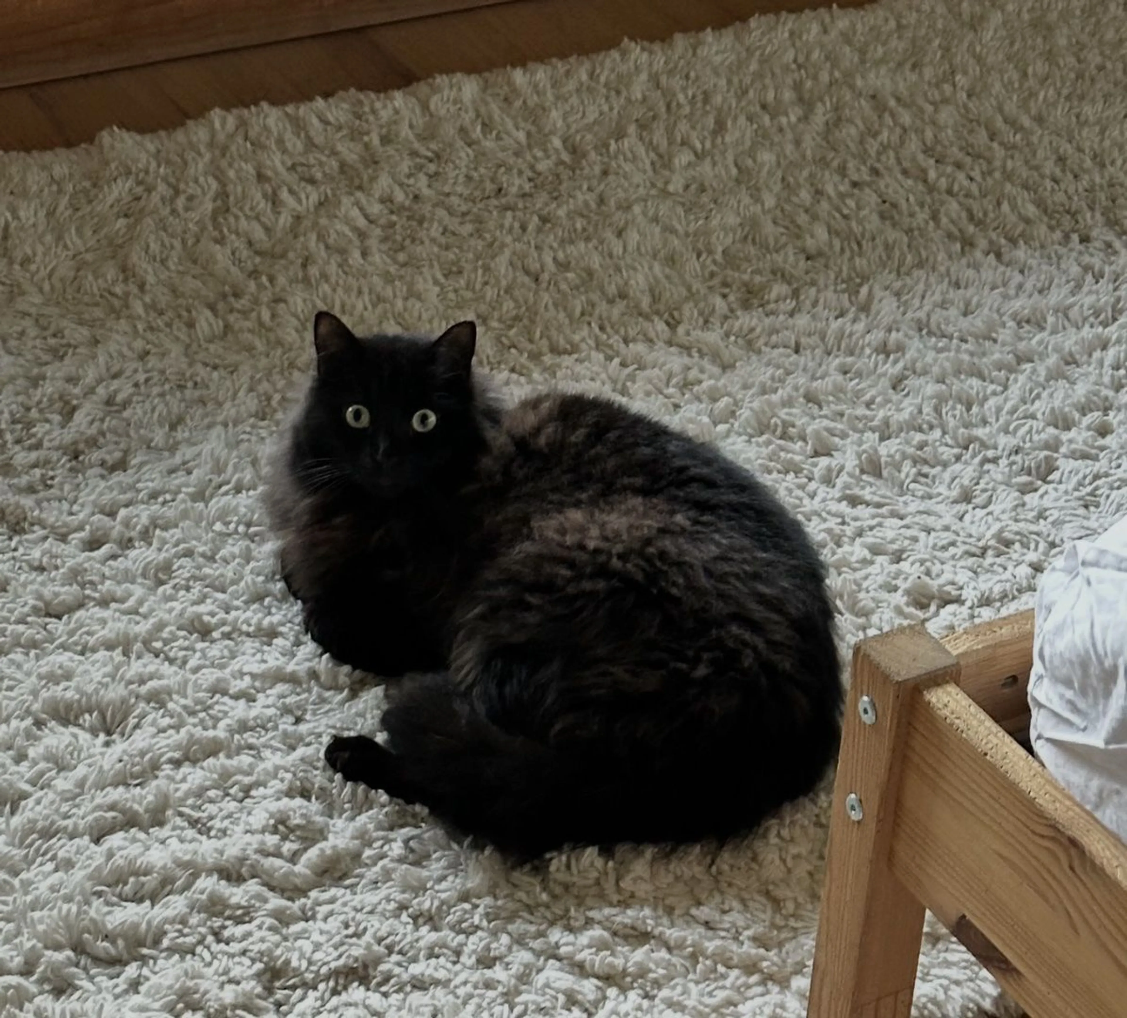 Lost pet