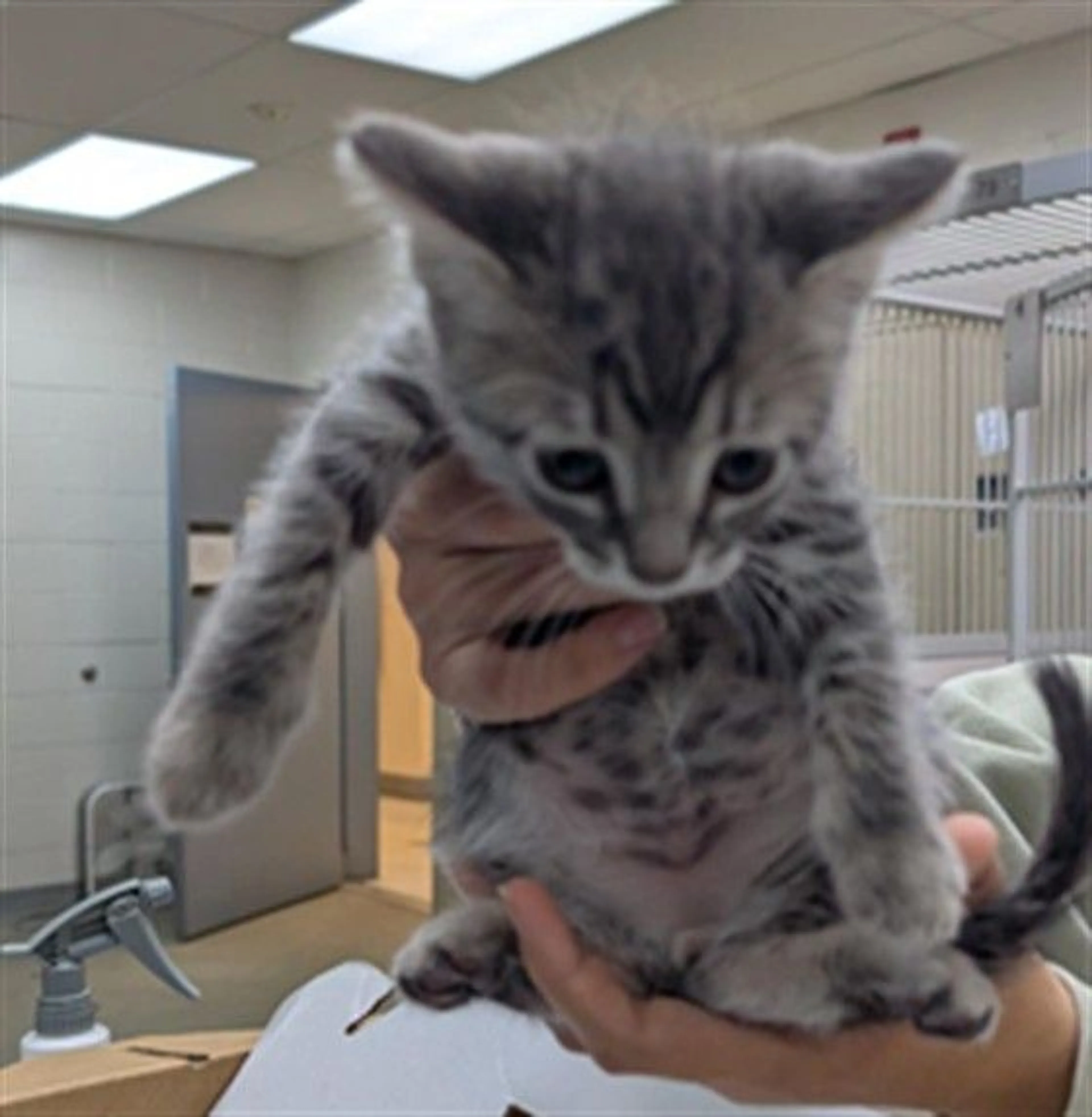 Found pet