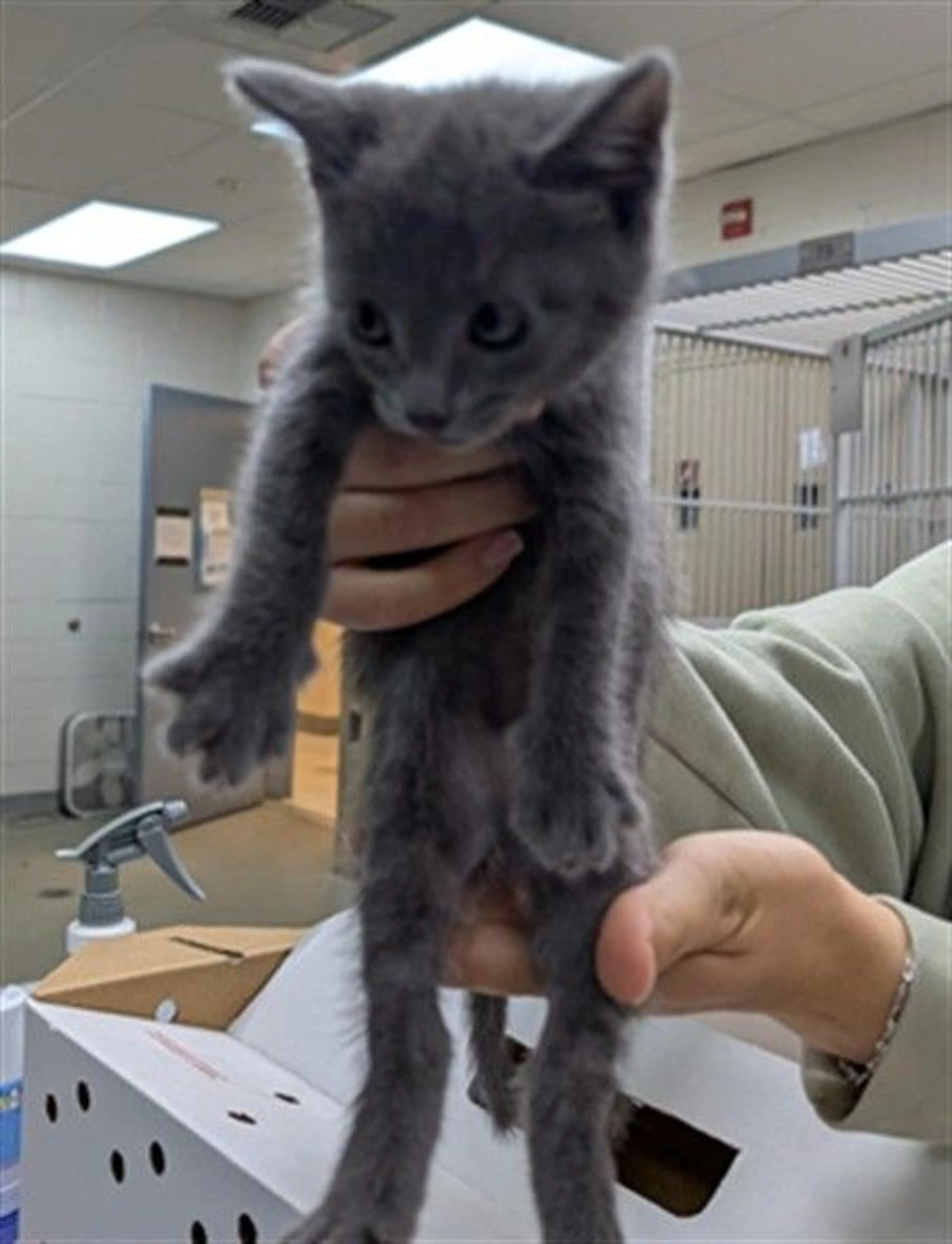 Found pet