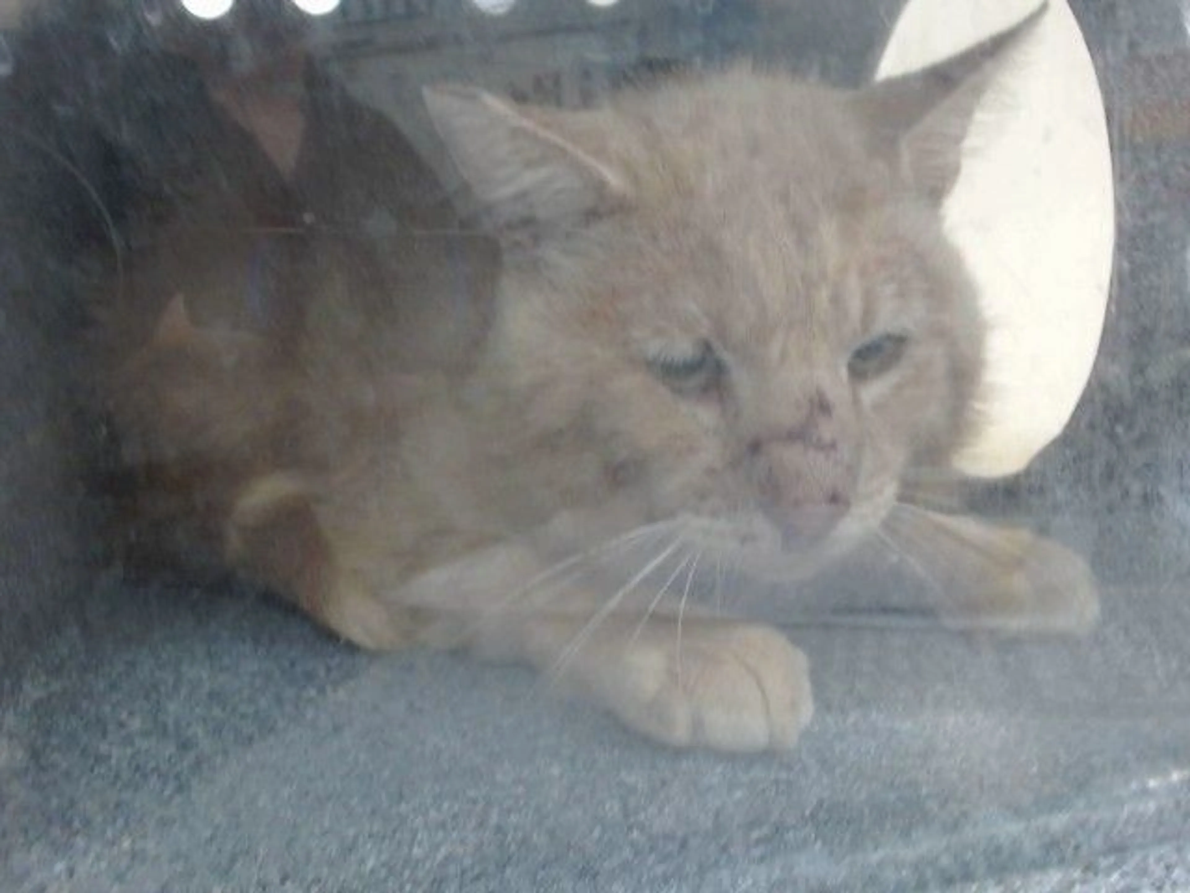 Found pet