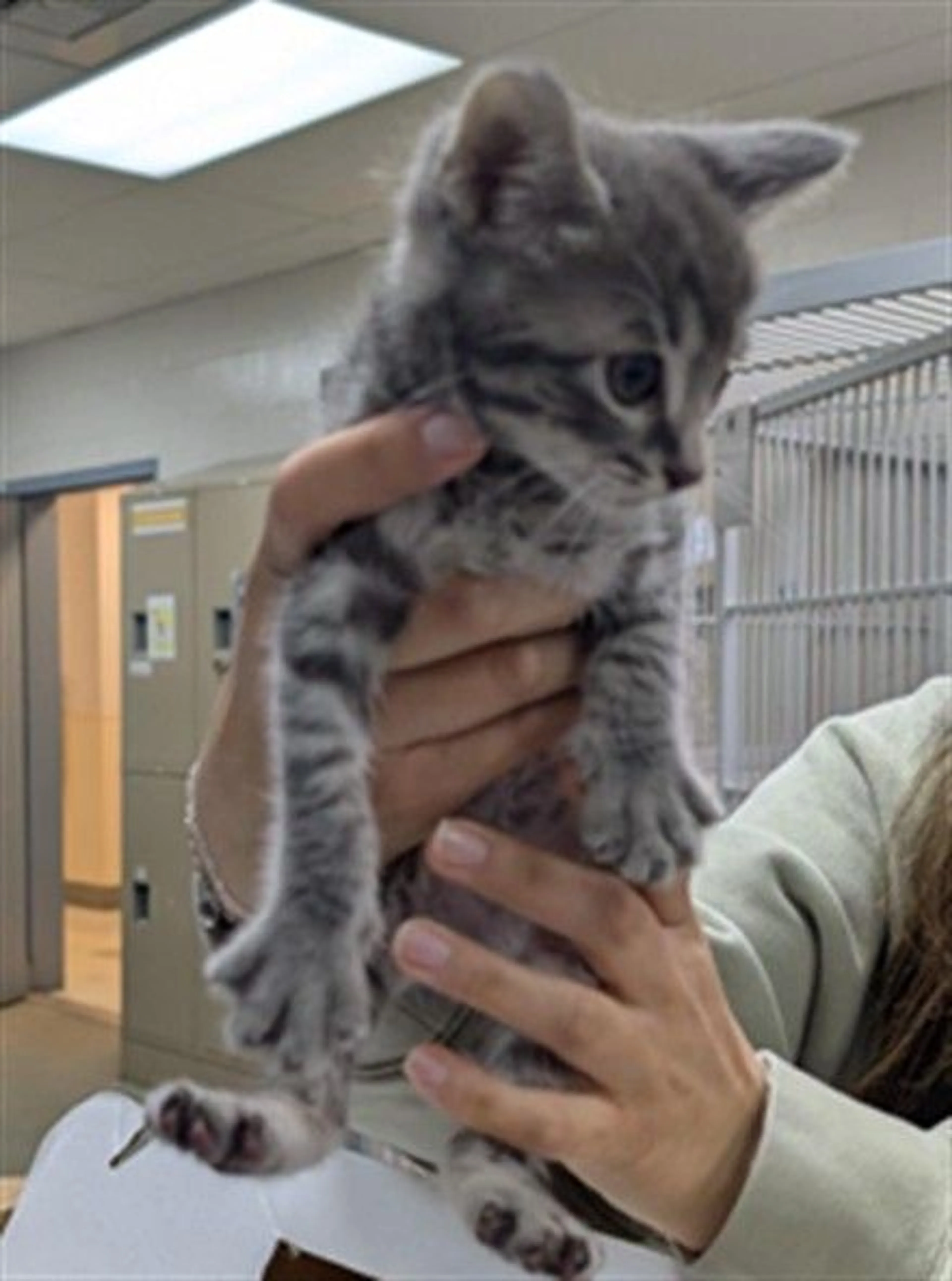 Found pet