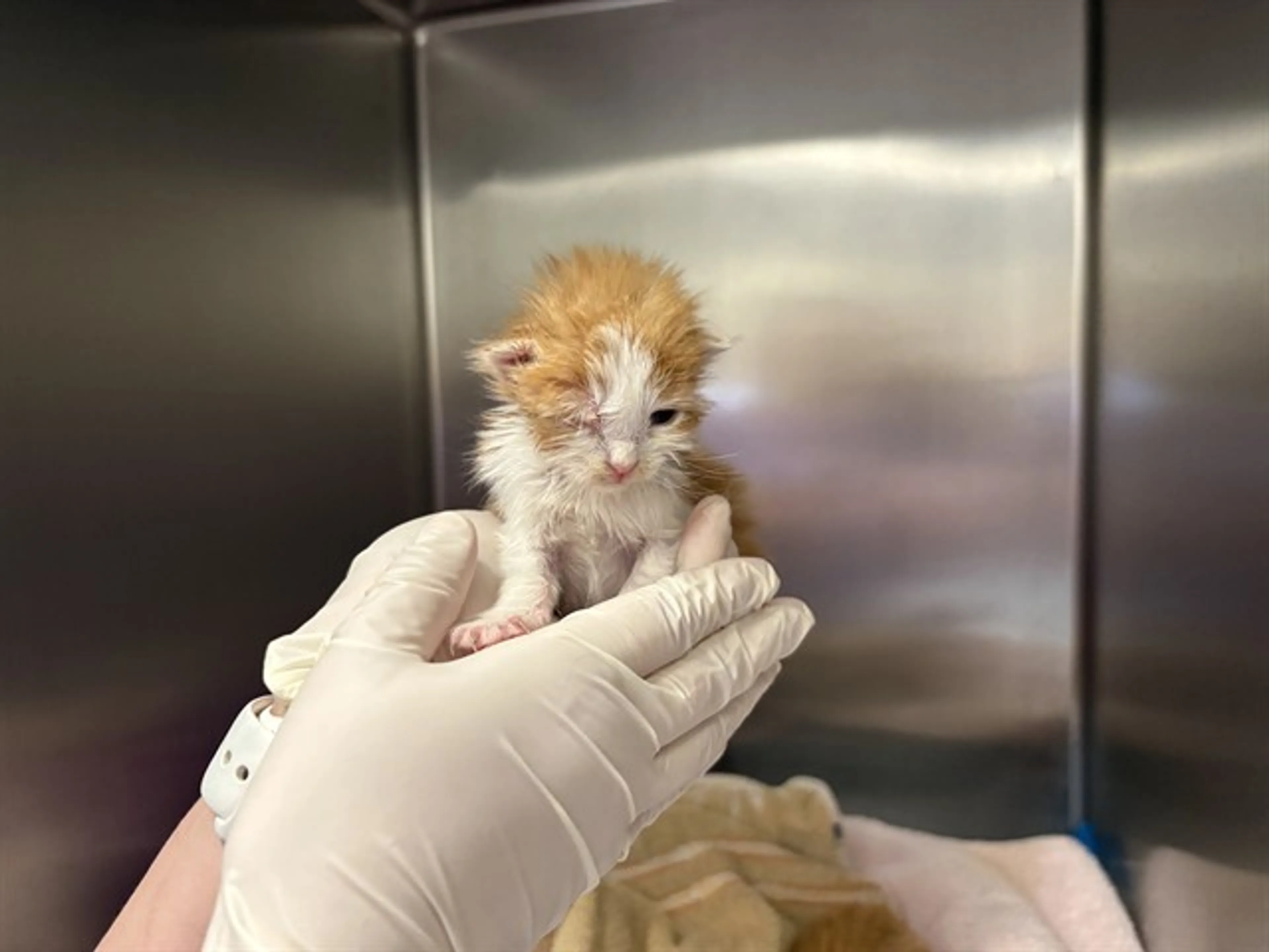 Found pet