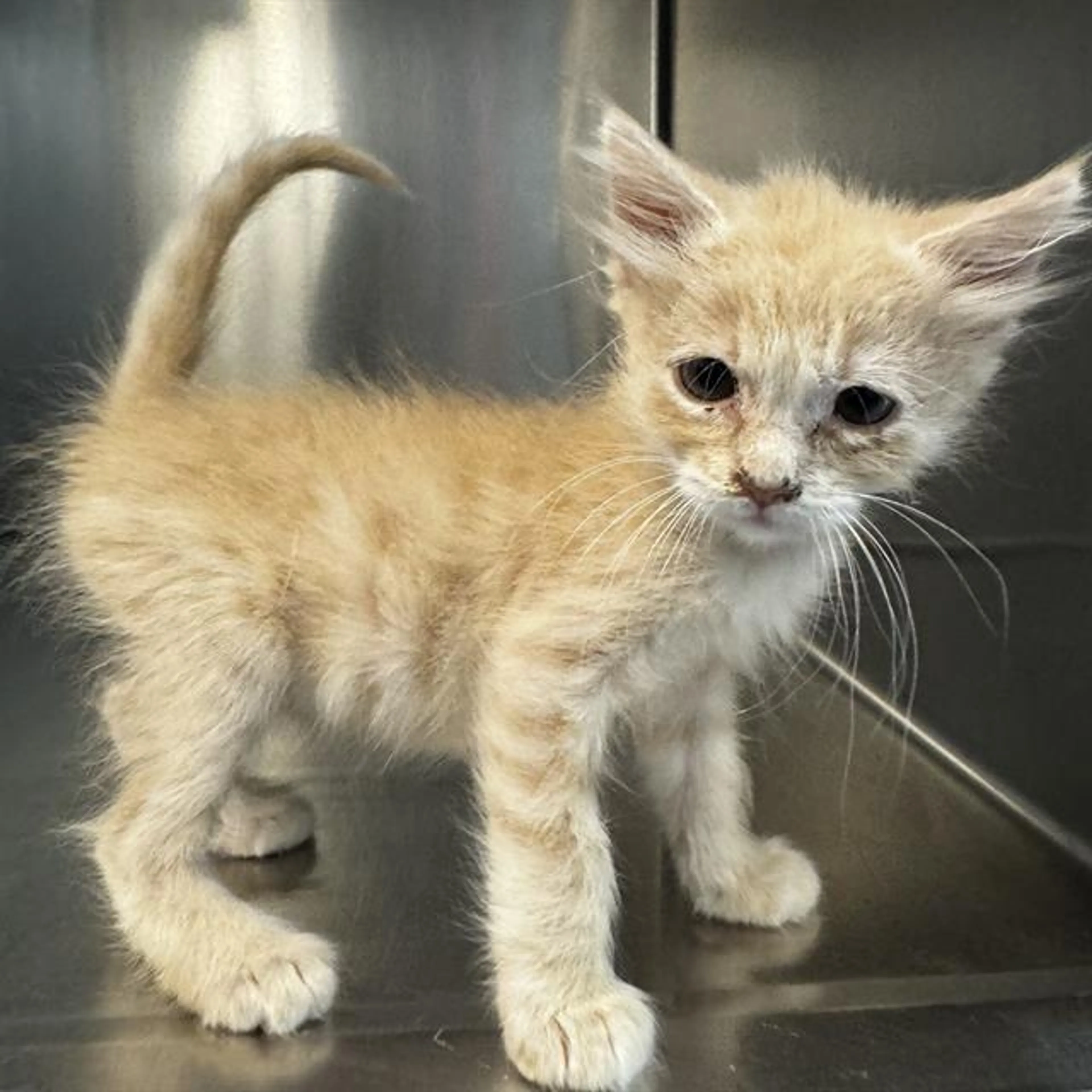 Found pet