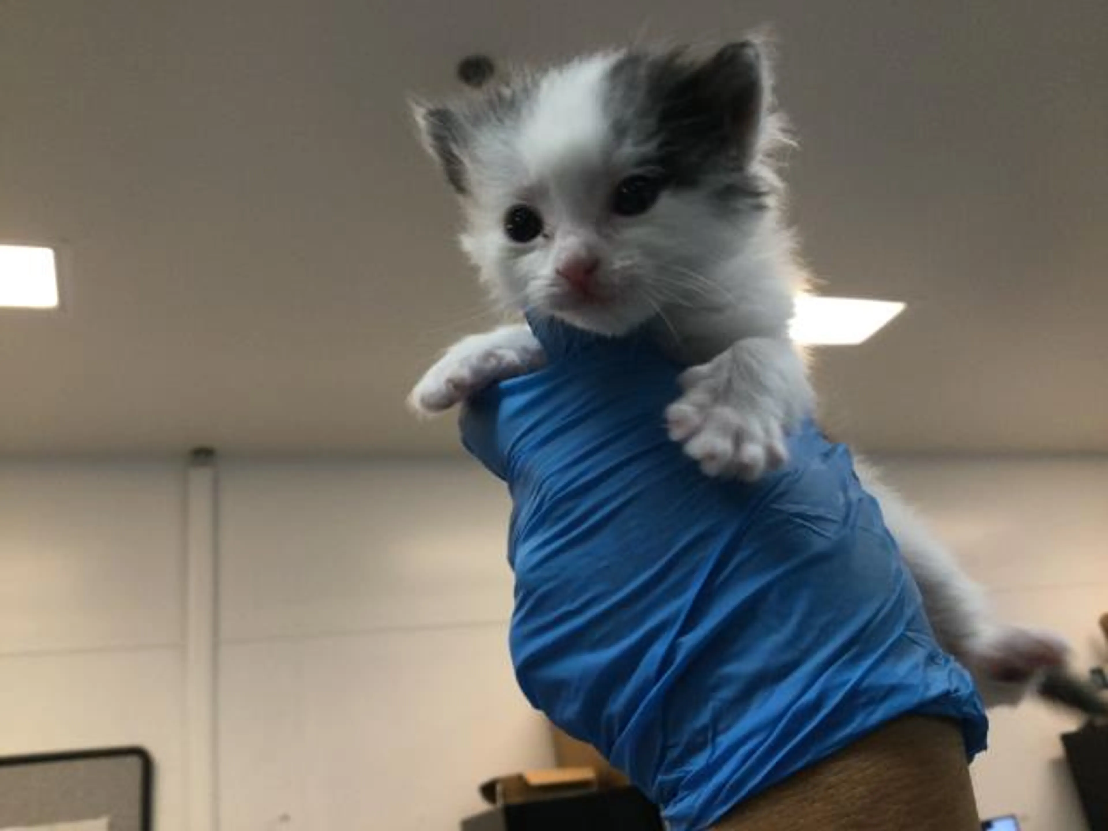 Found pet