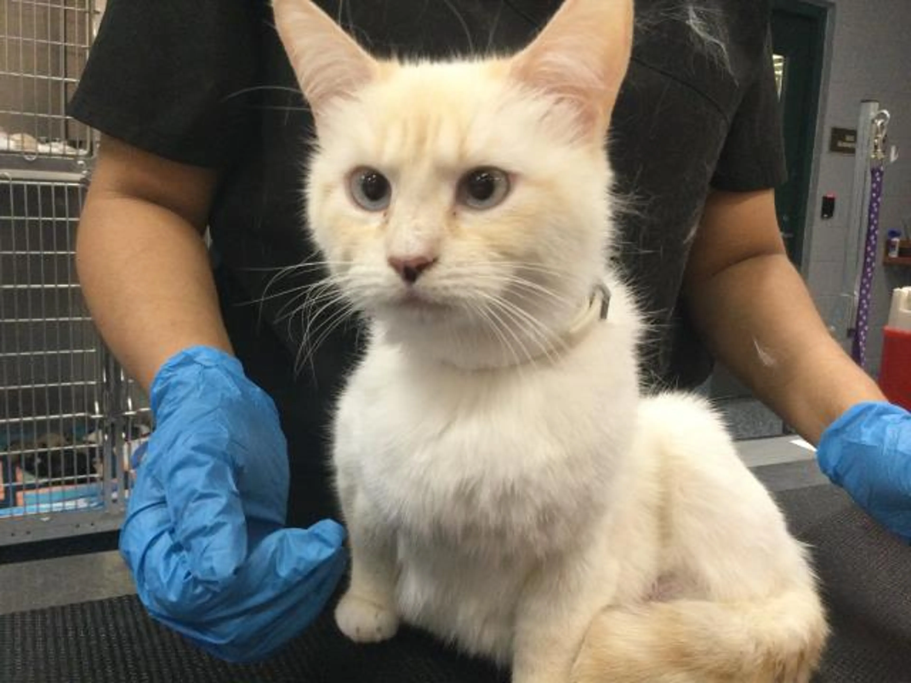 Found pet