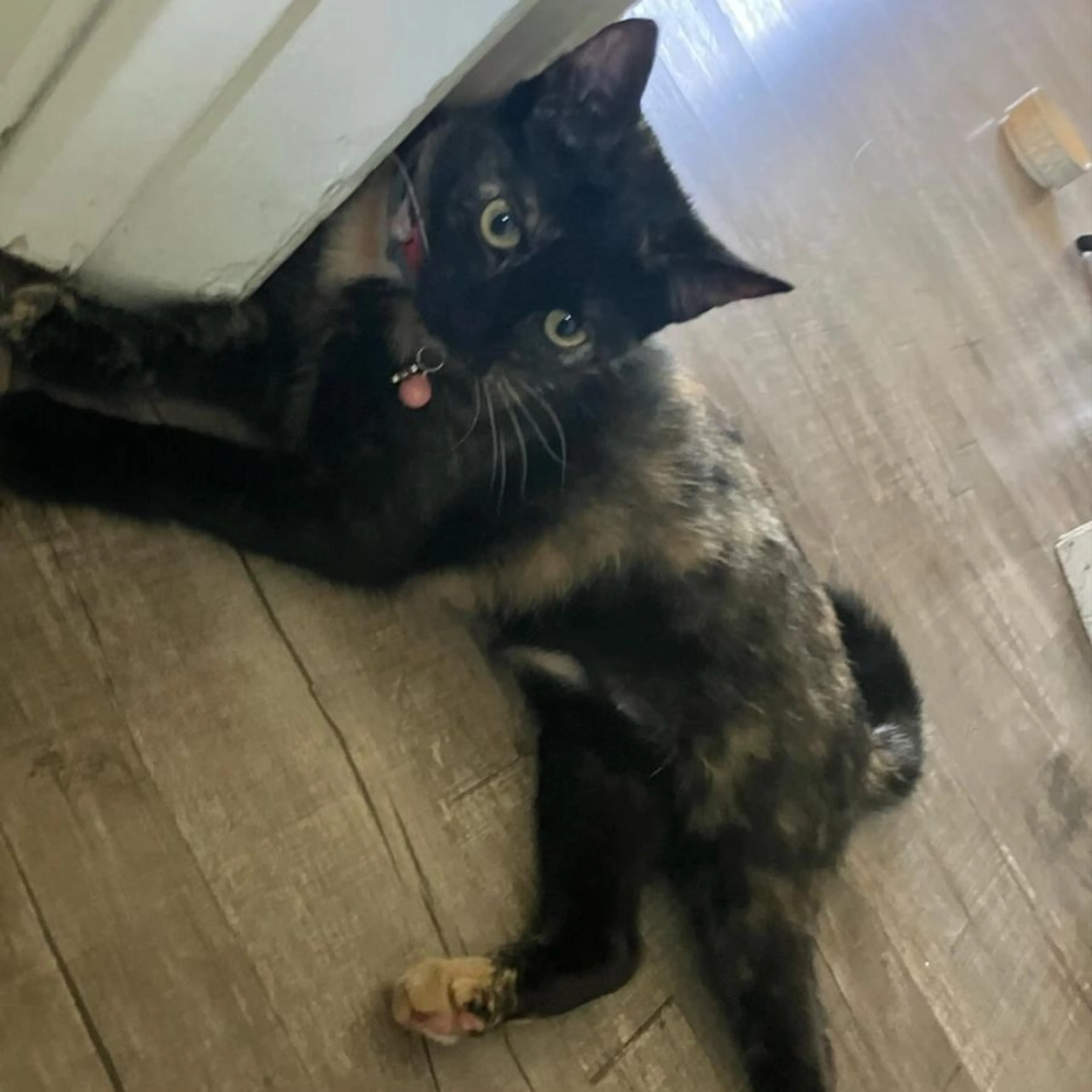Lost pet-0