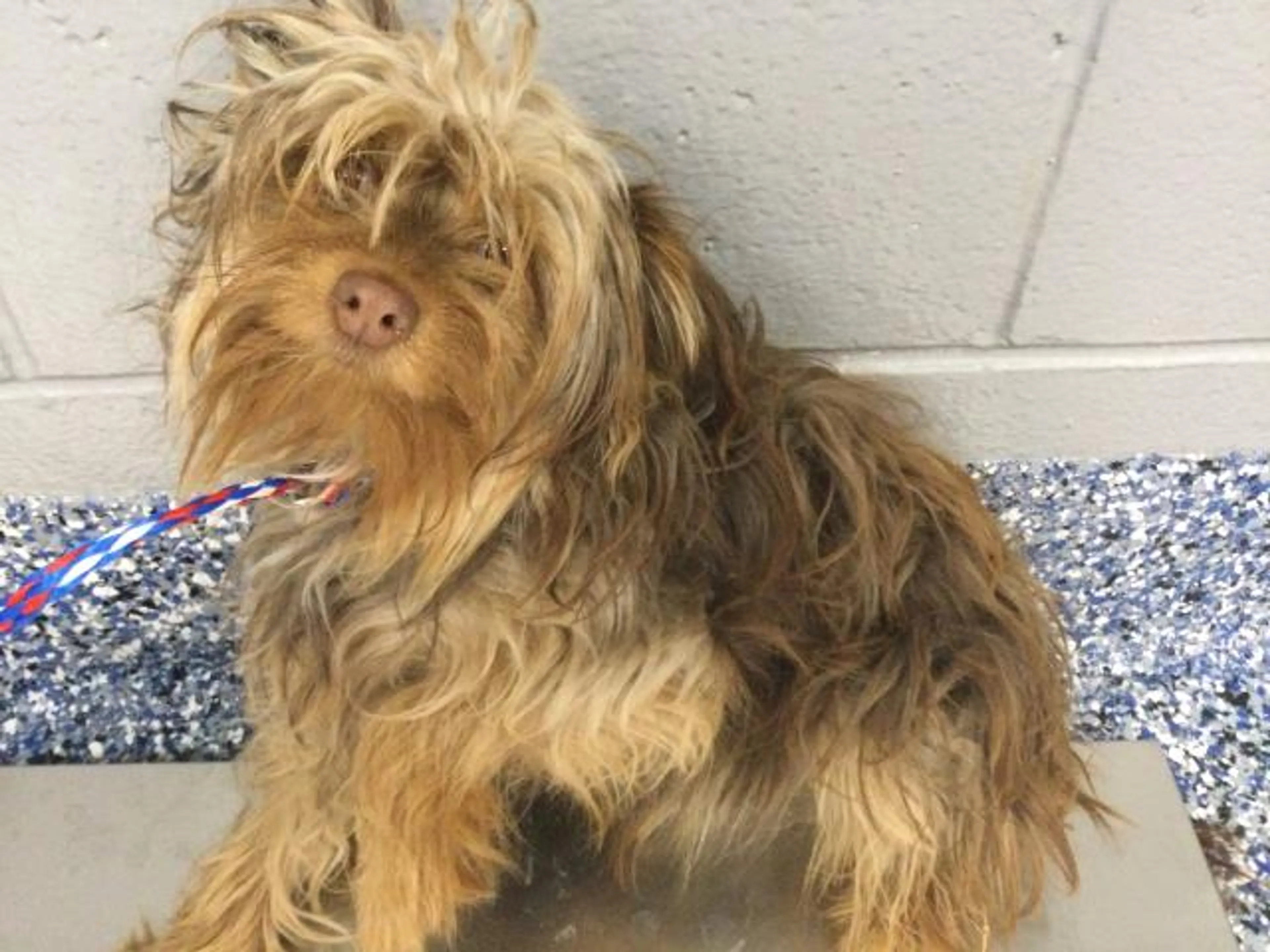 Found pet