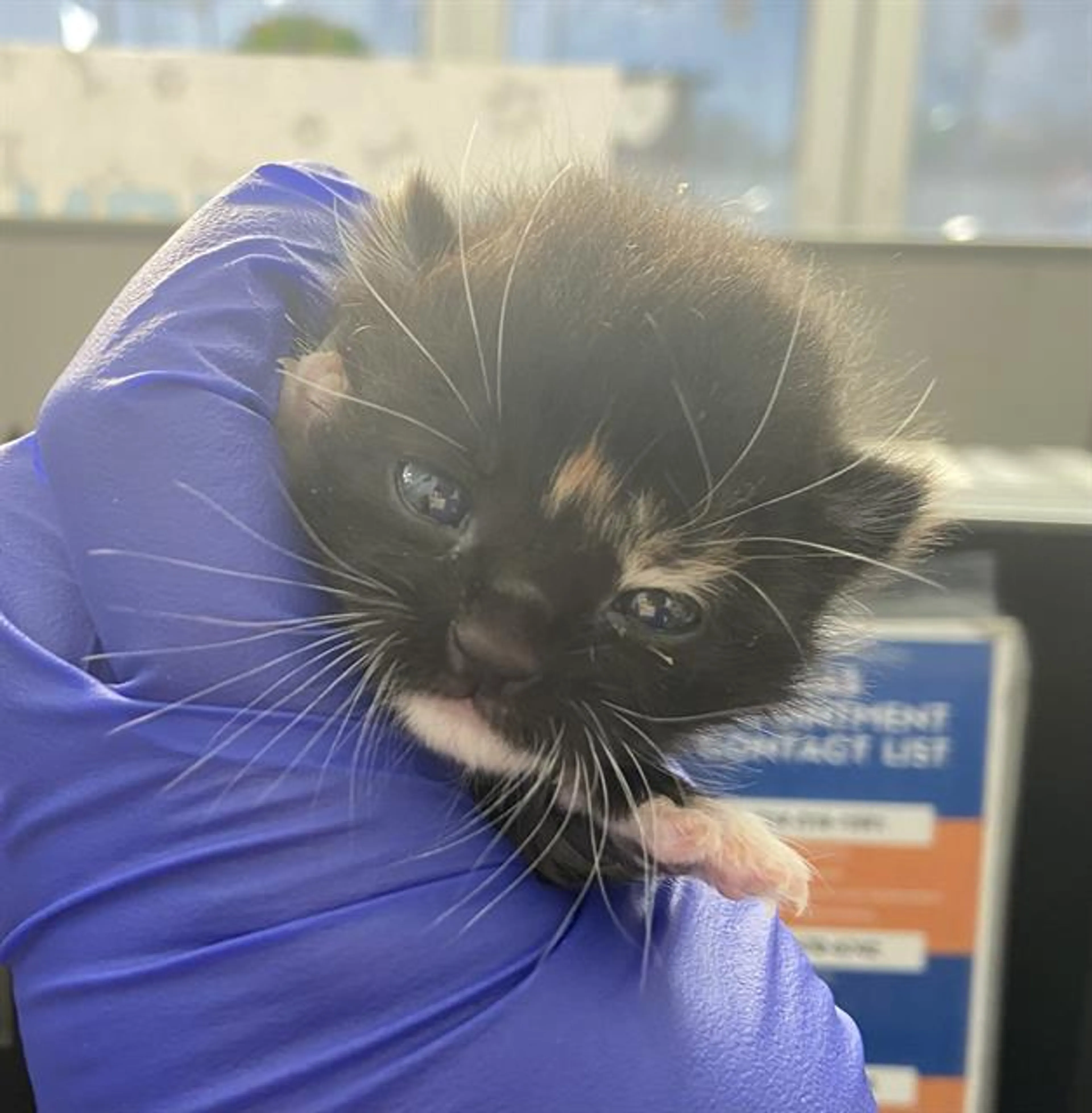 Found pet