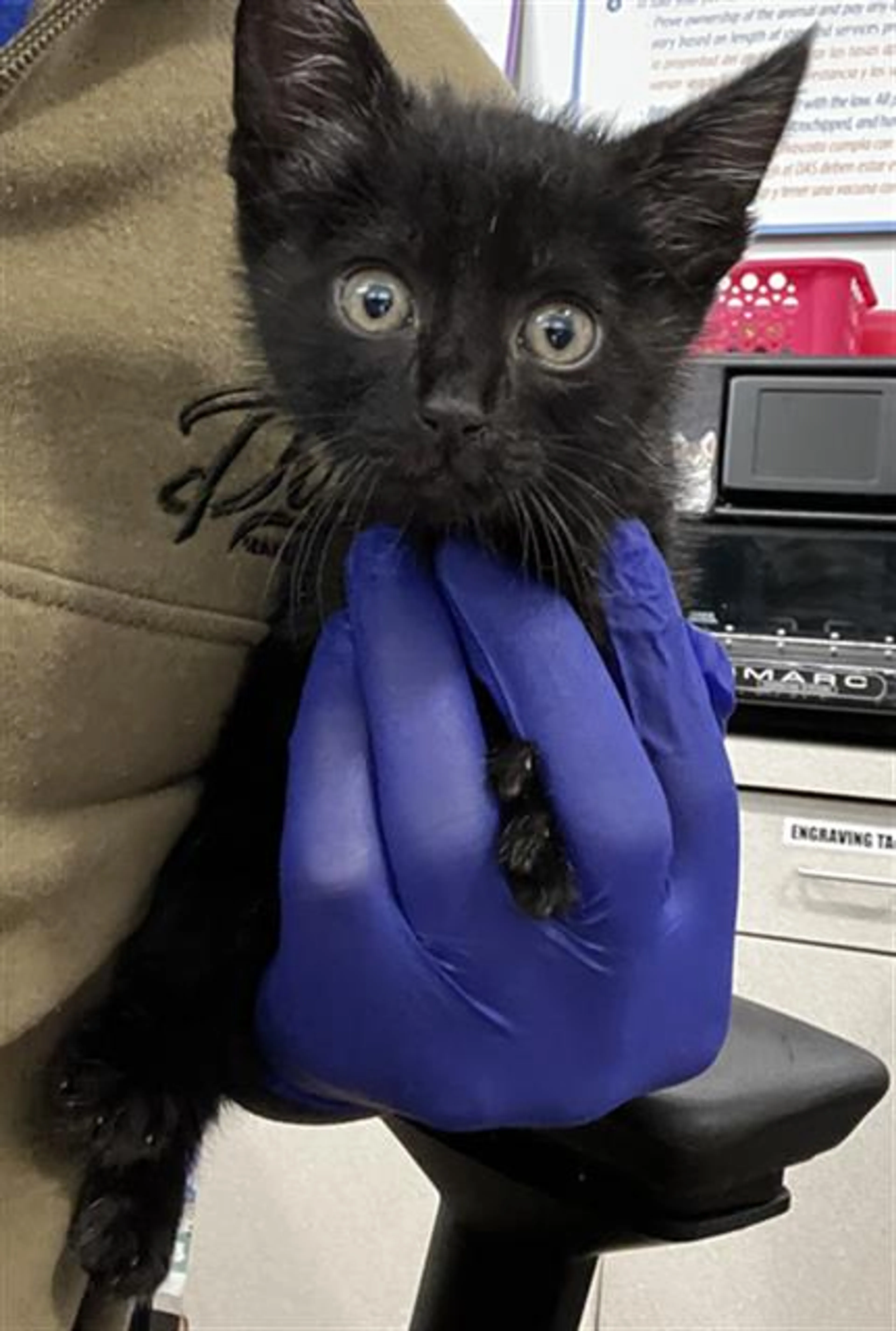 Found pet