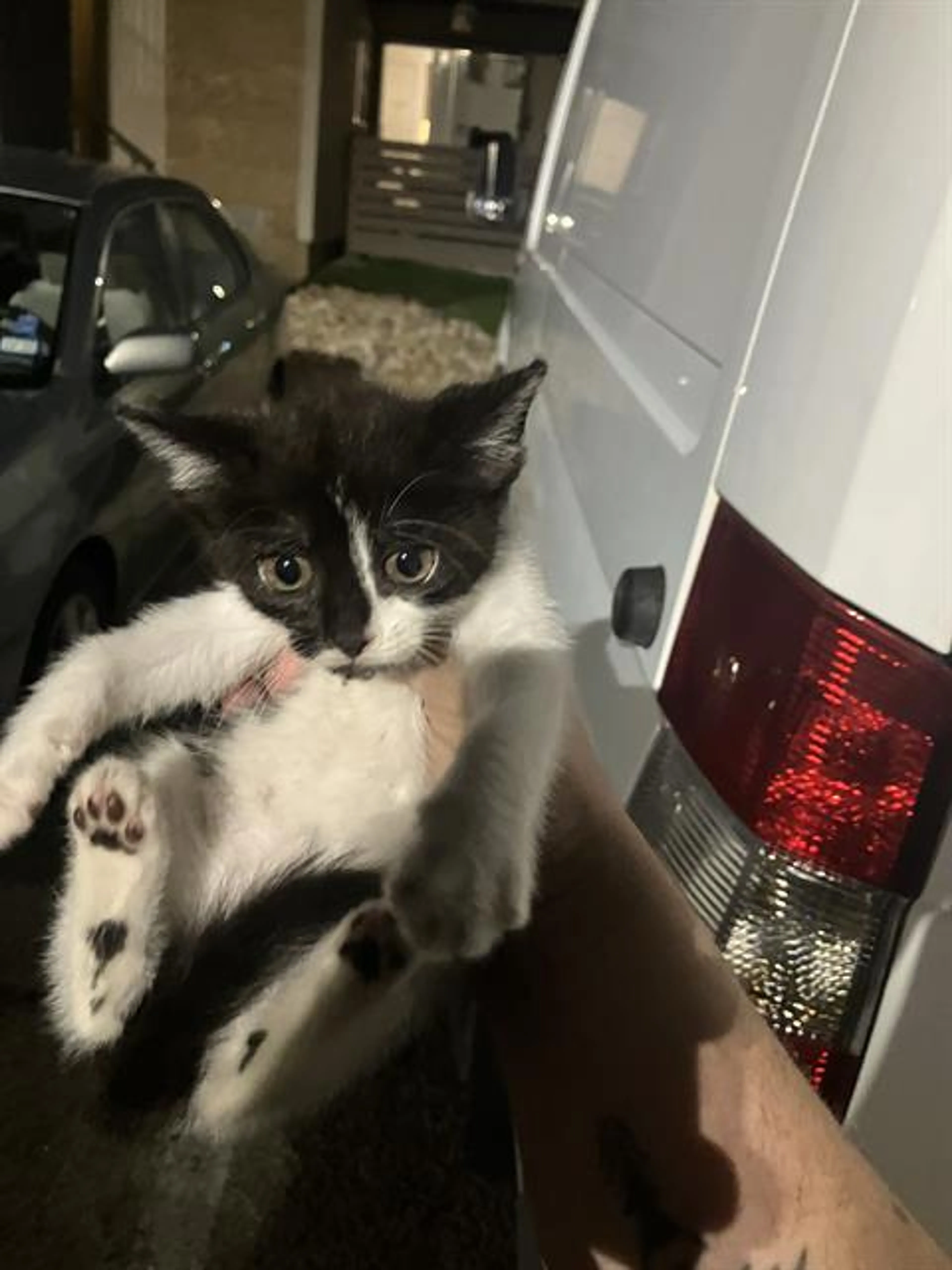 Found pet