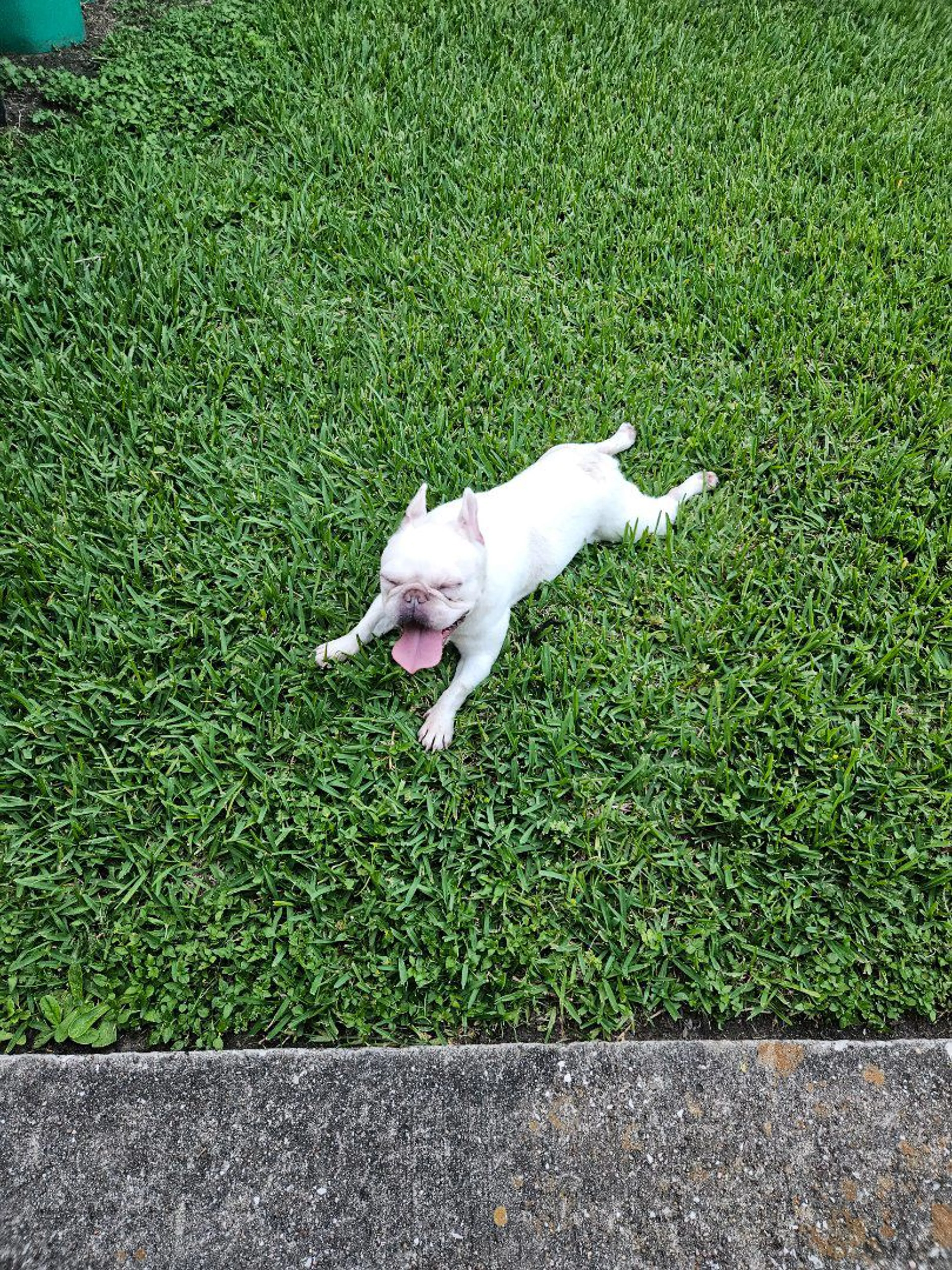Lost pet