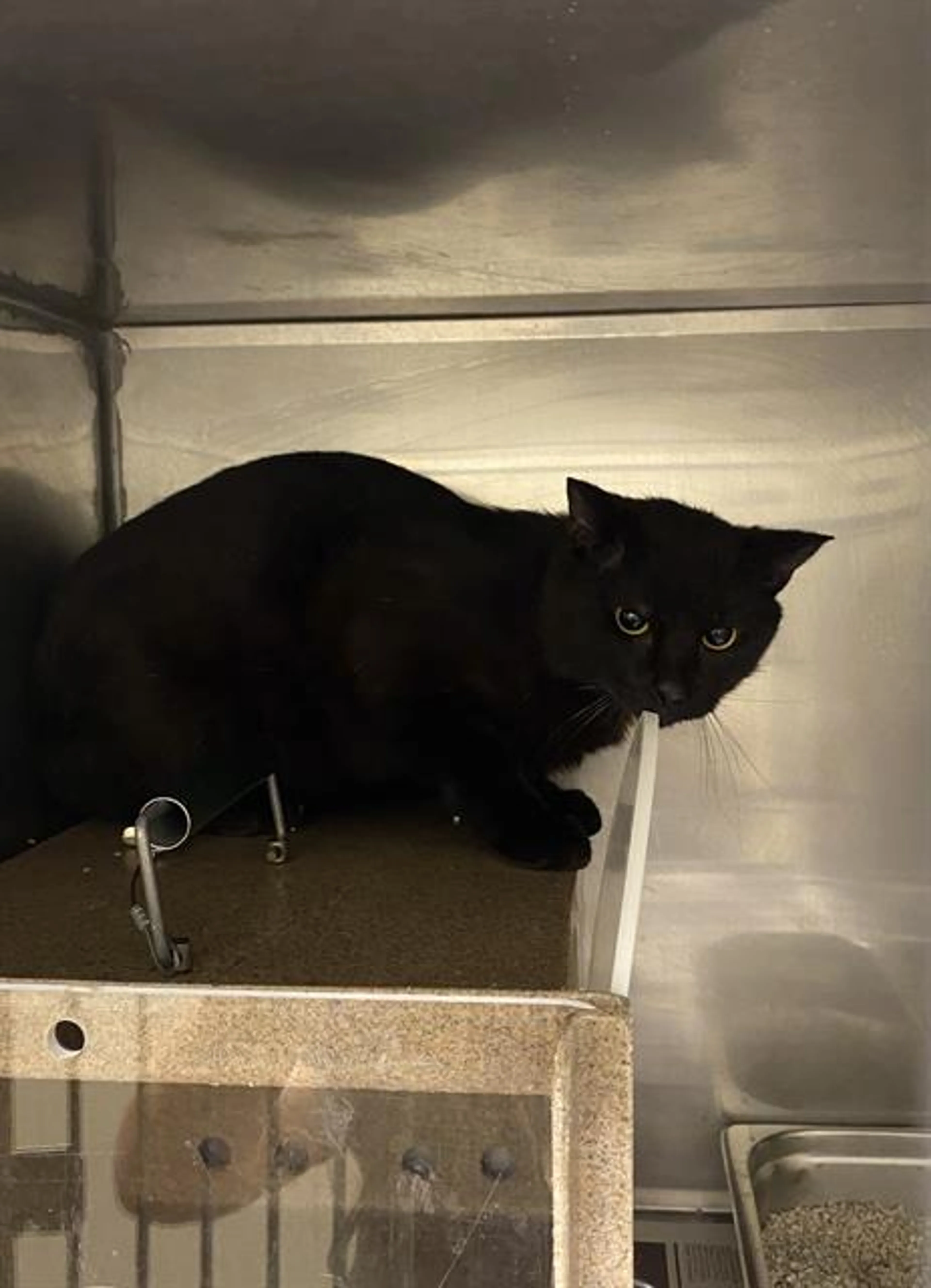 Found pet