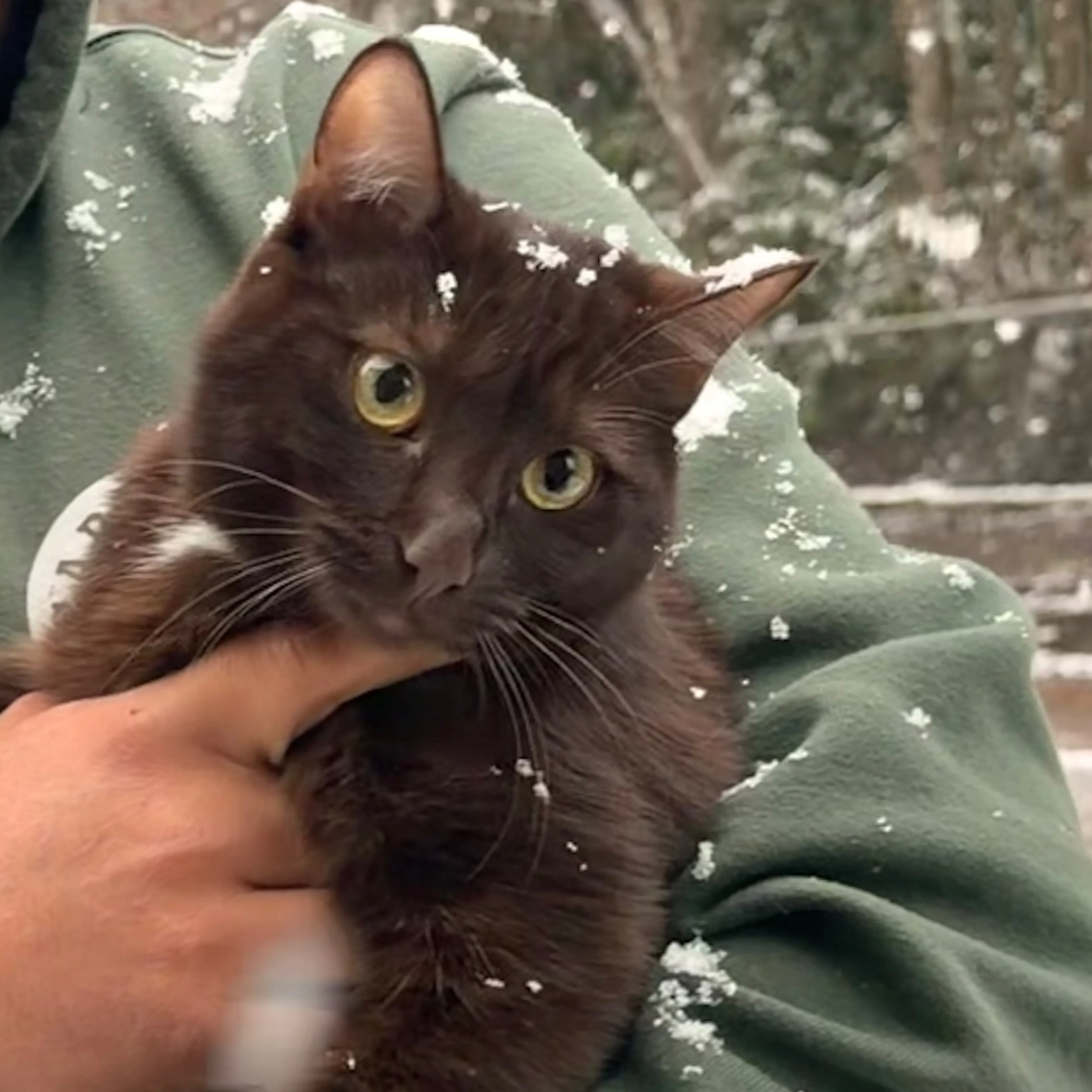 Lost pet-3