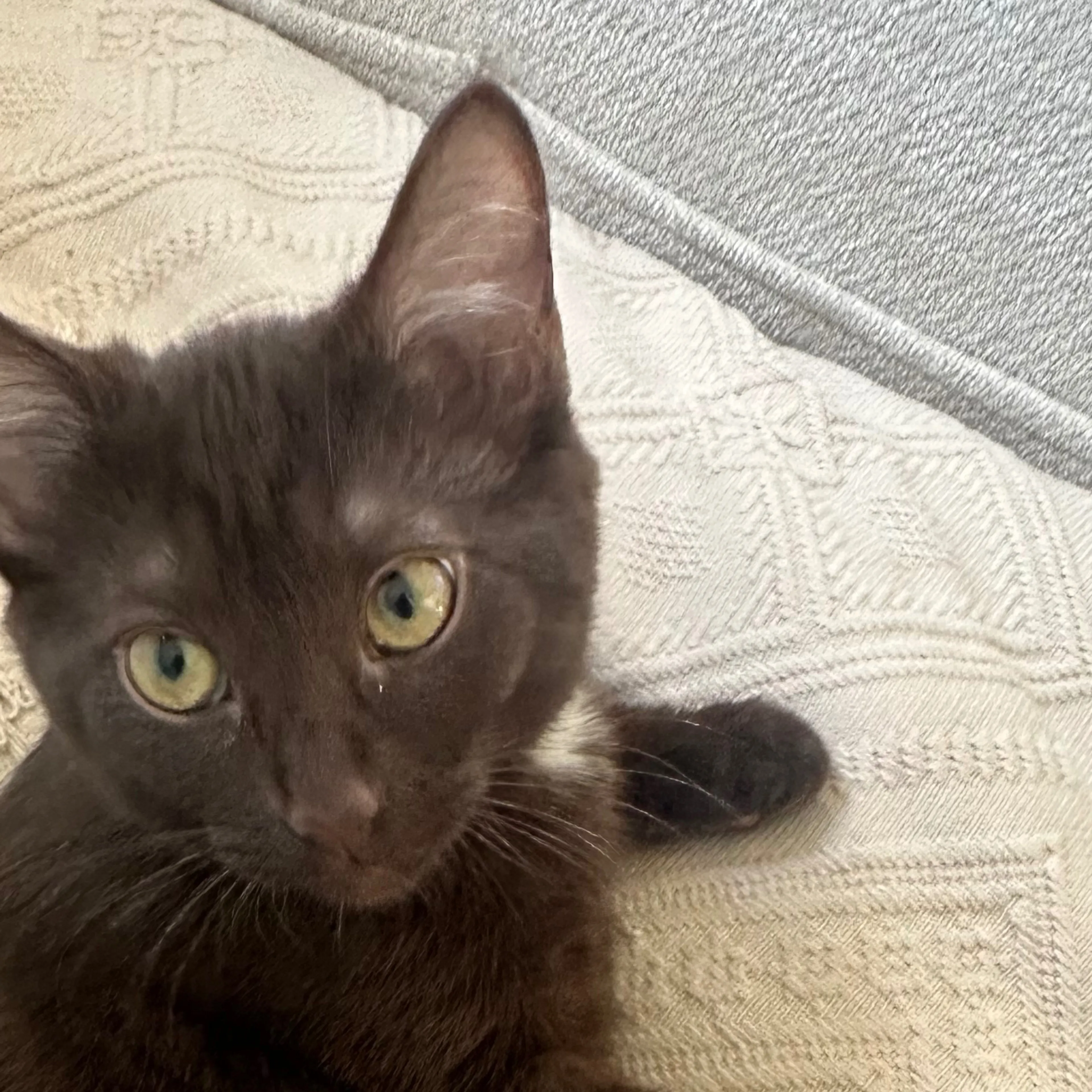 Lost pet-2
