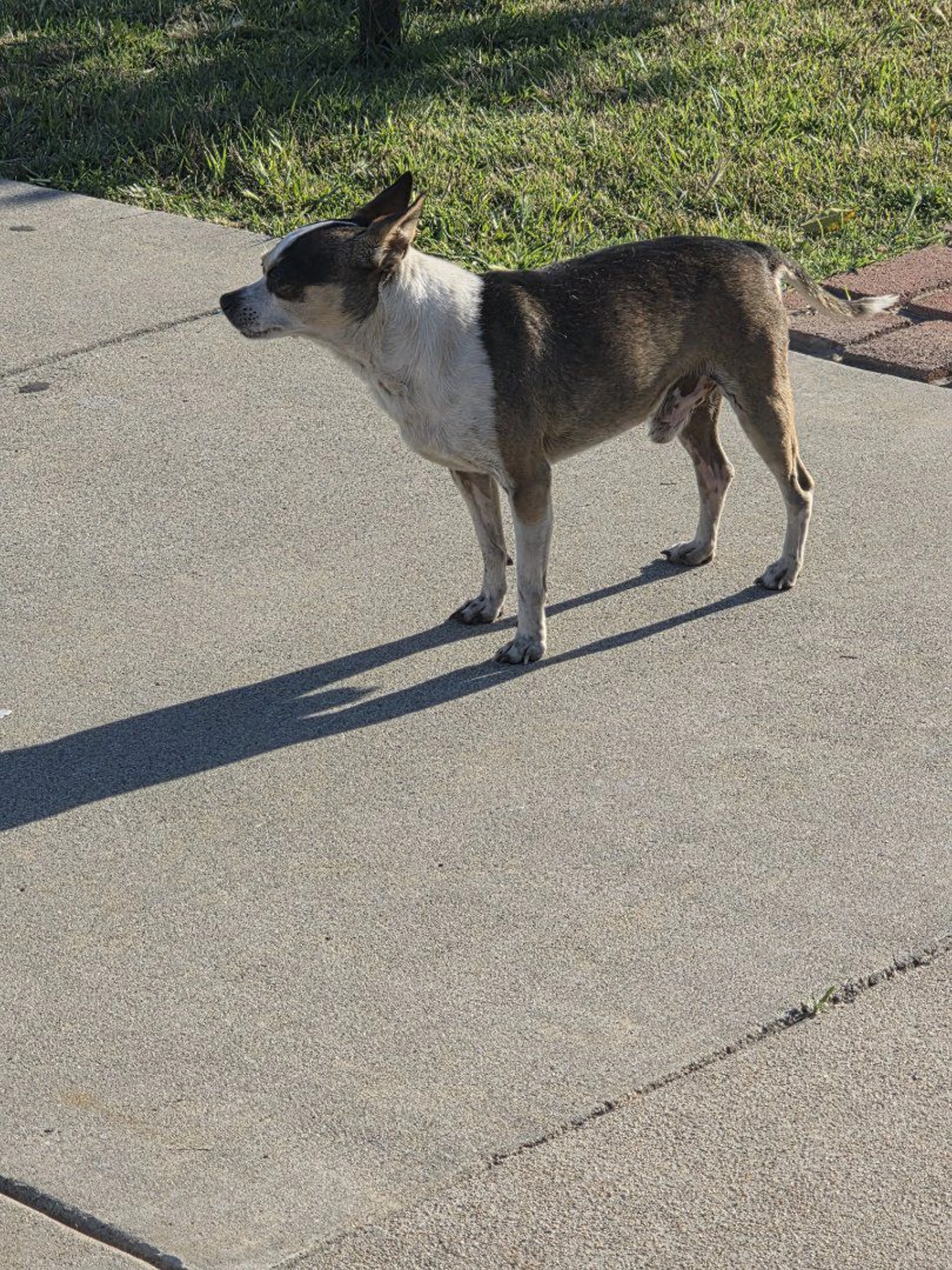 Lost pet-1