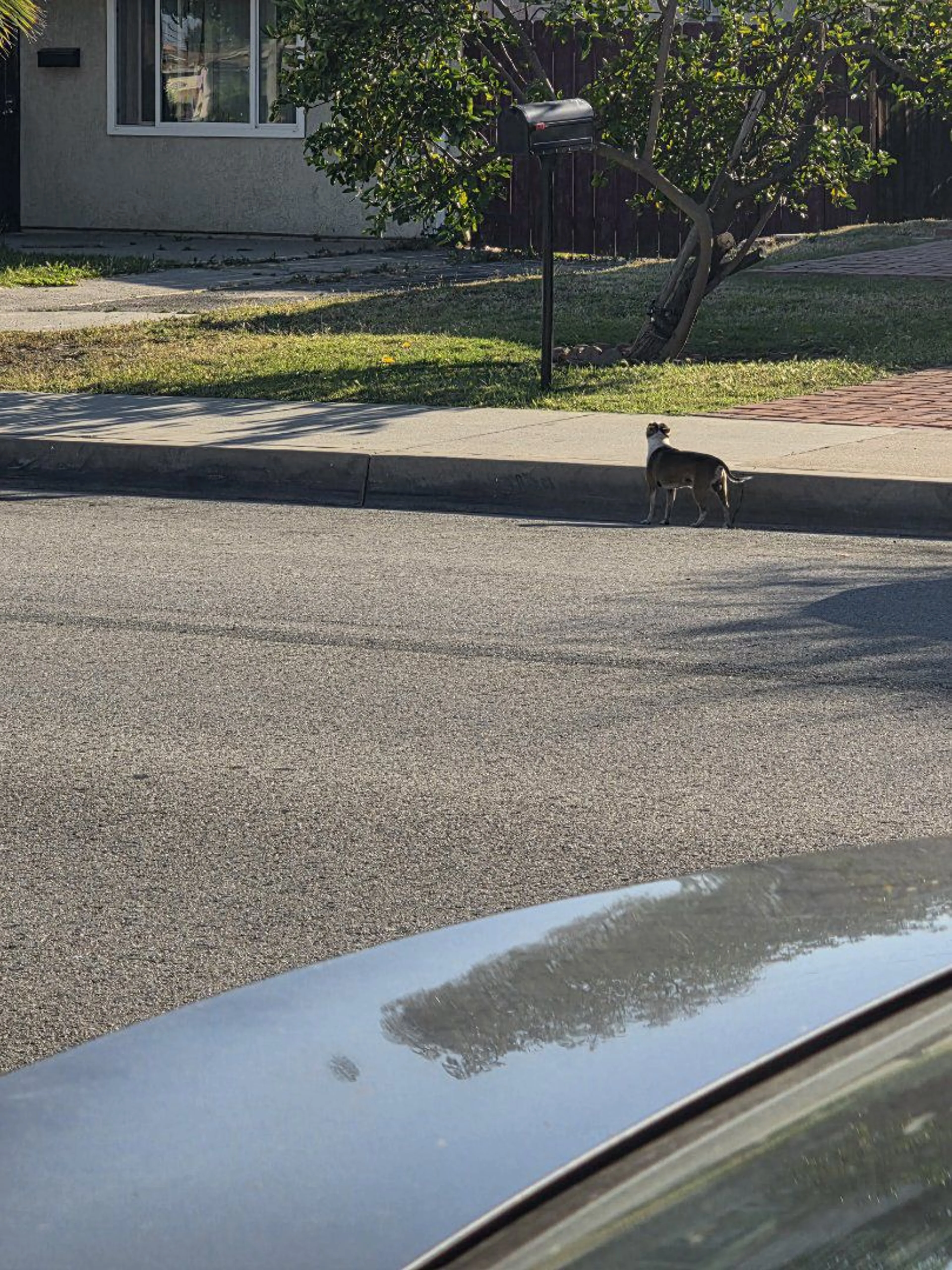 Lost pet-2