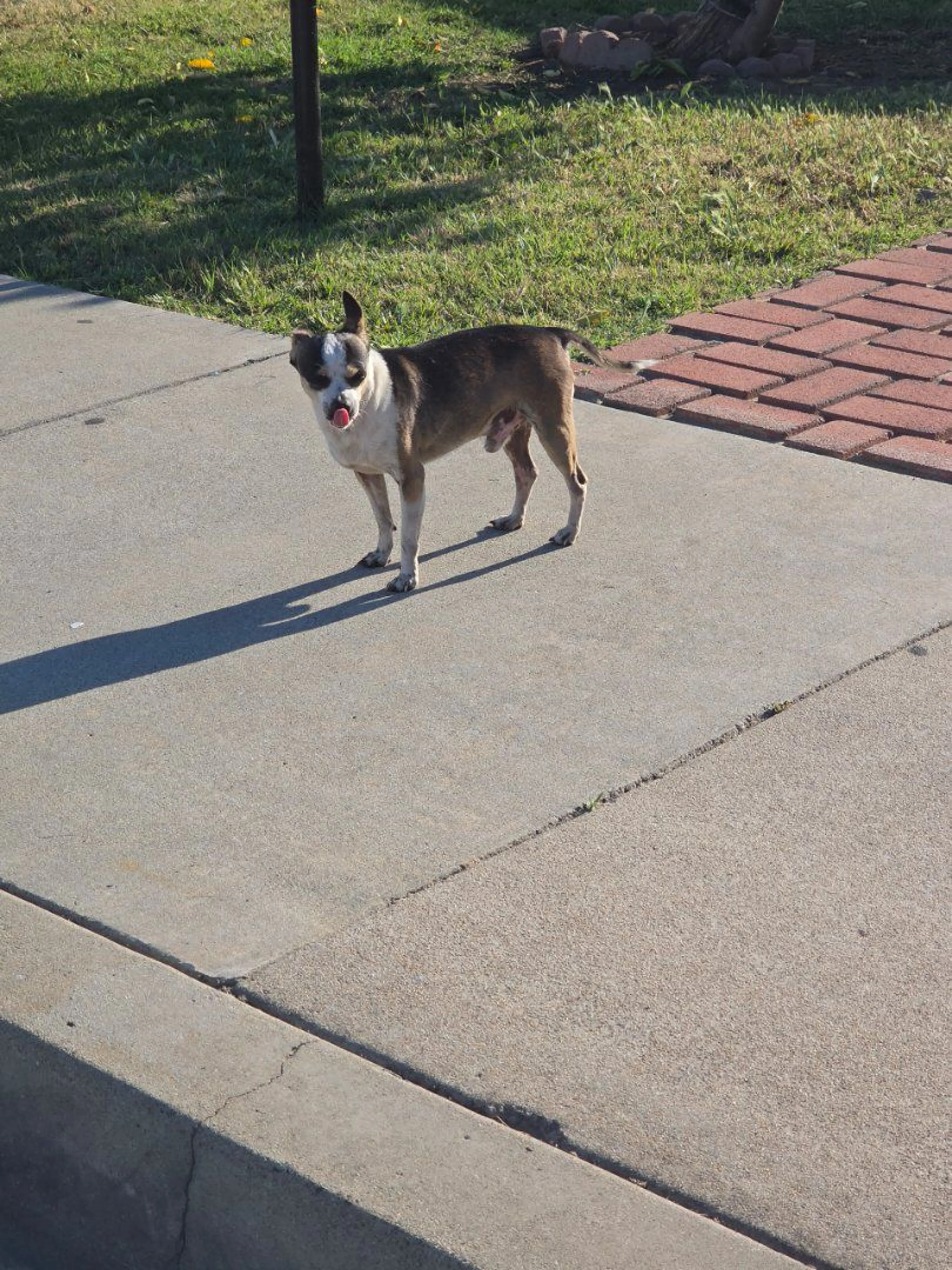 Lost pet-0