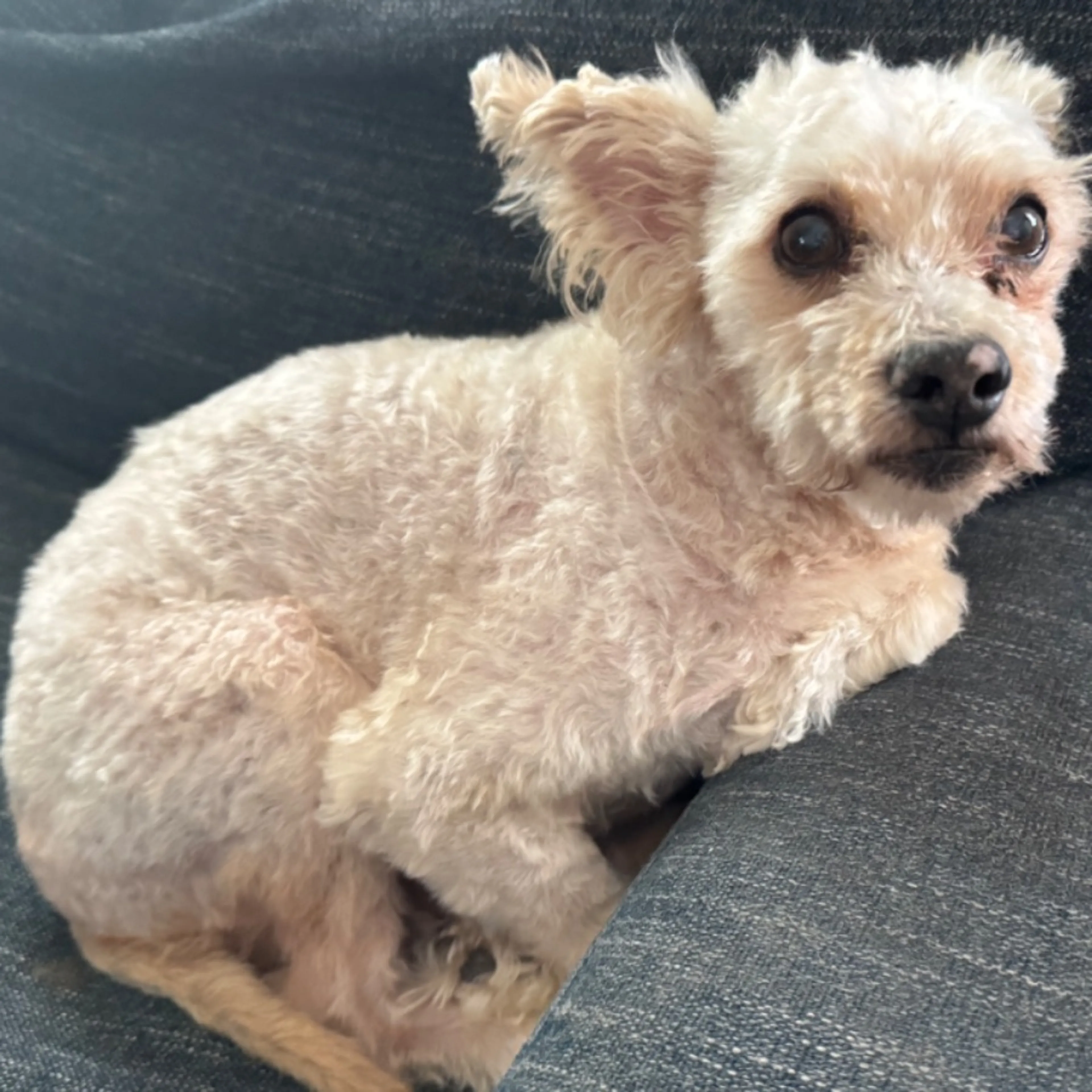Lost pet