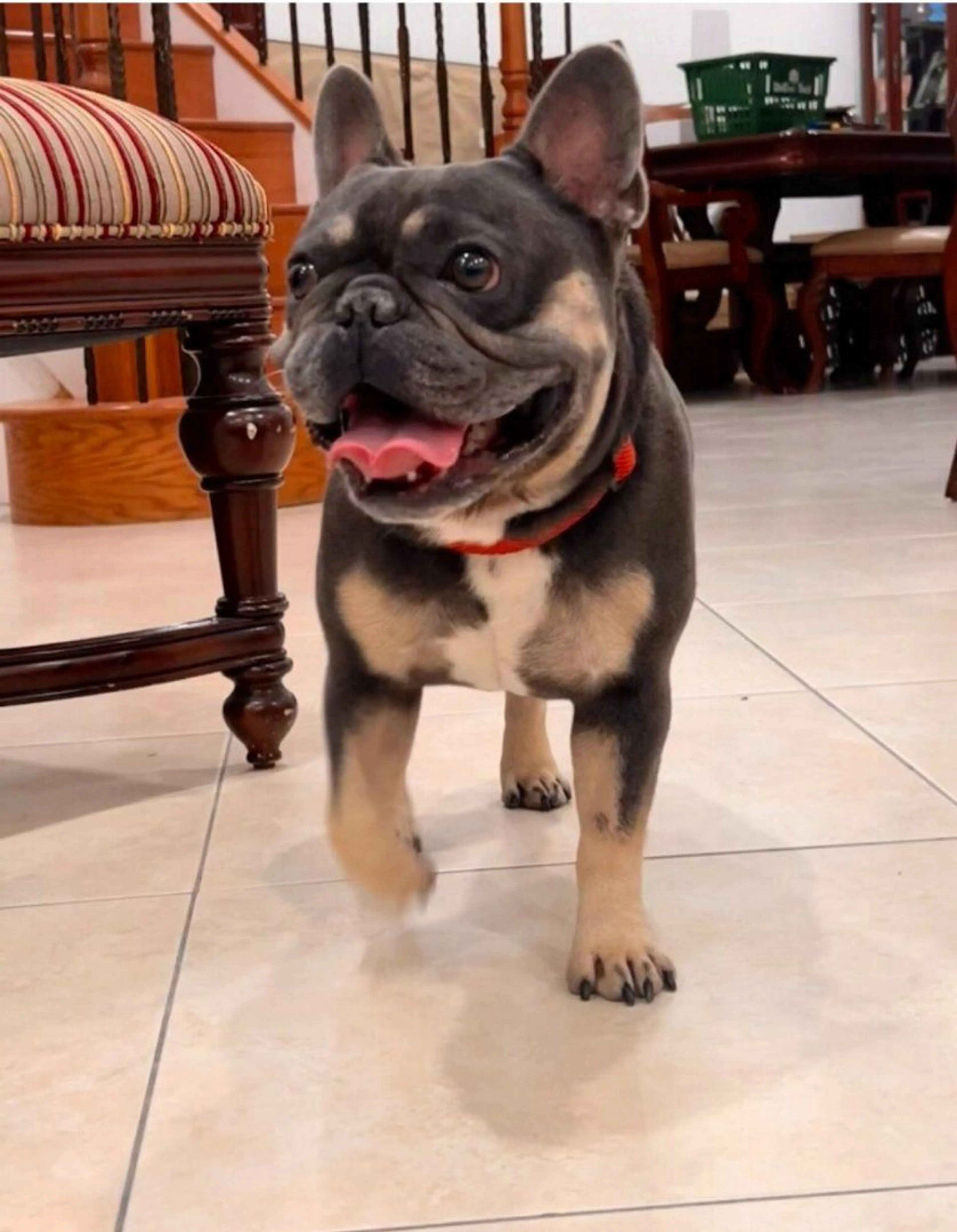 Lost pet-1
