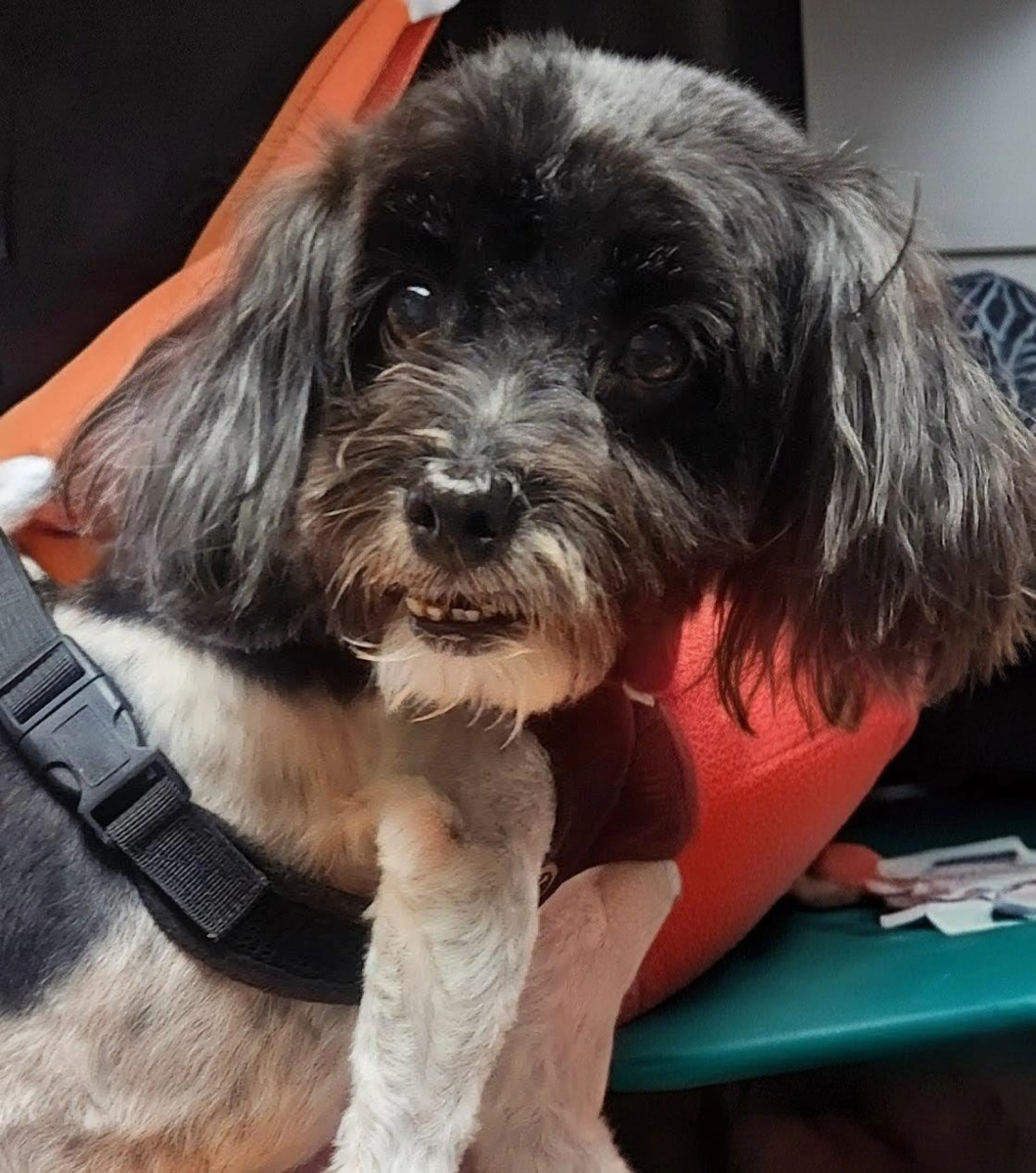 Found pet