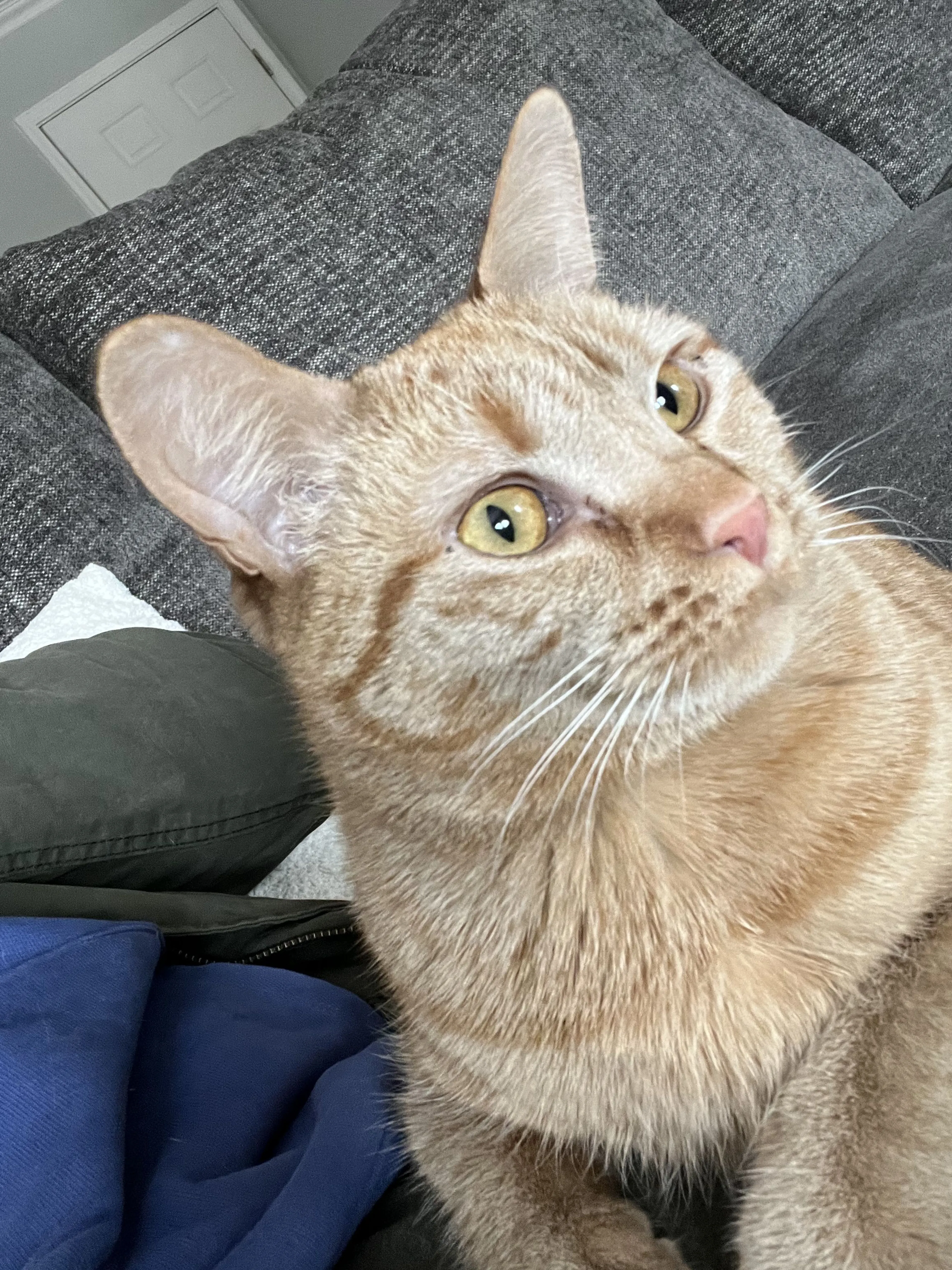Lost pet-1