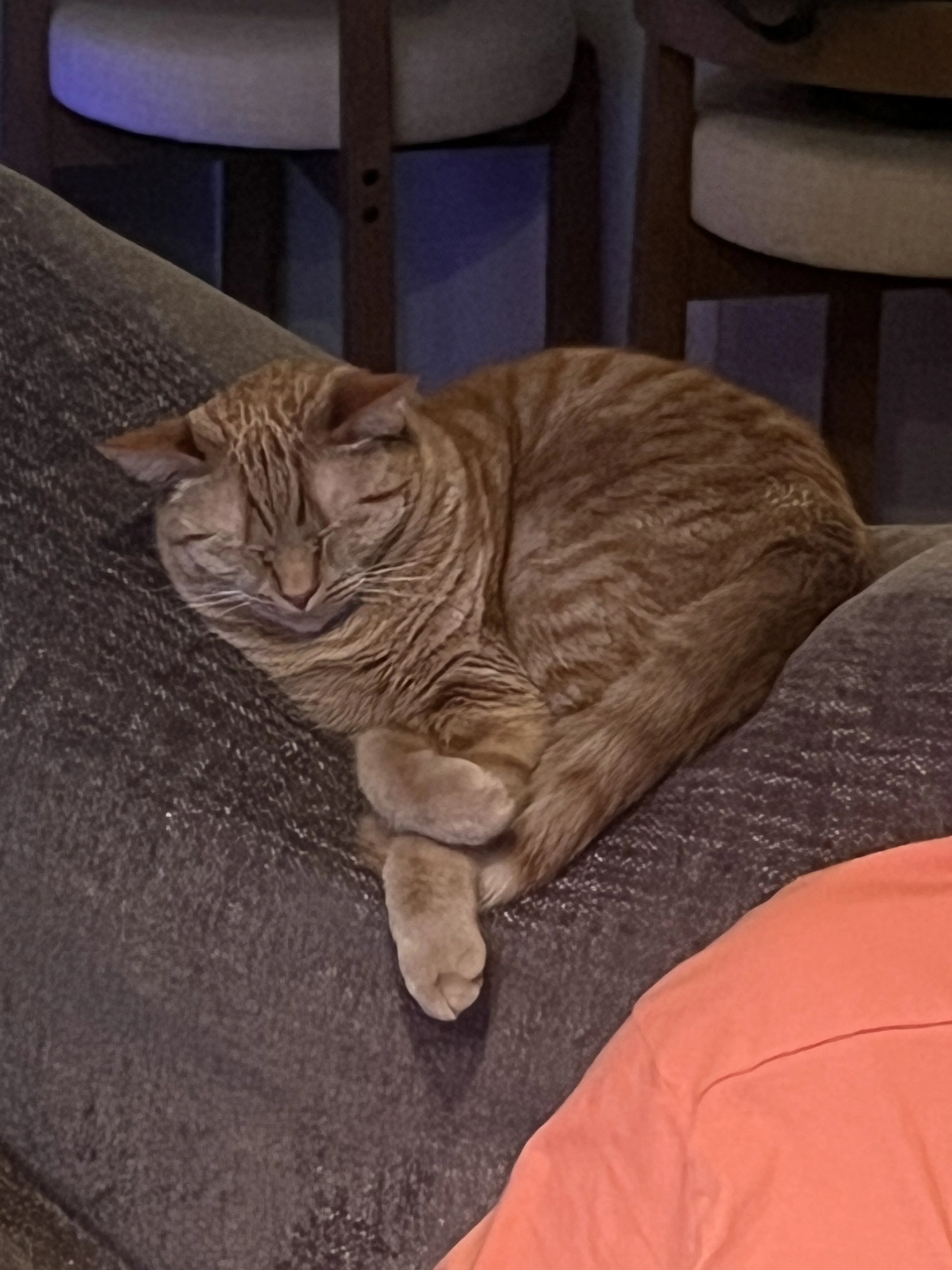 Lost pet-2