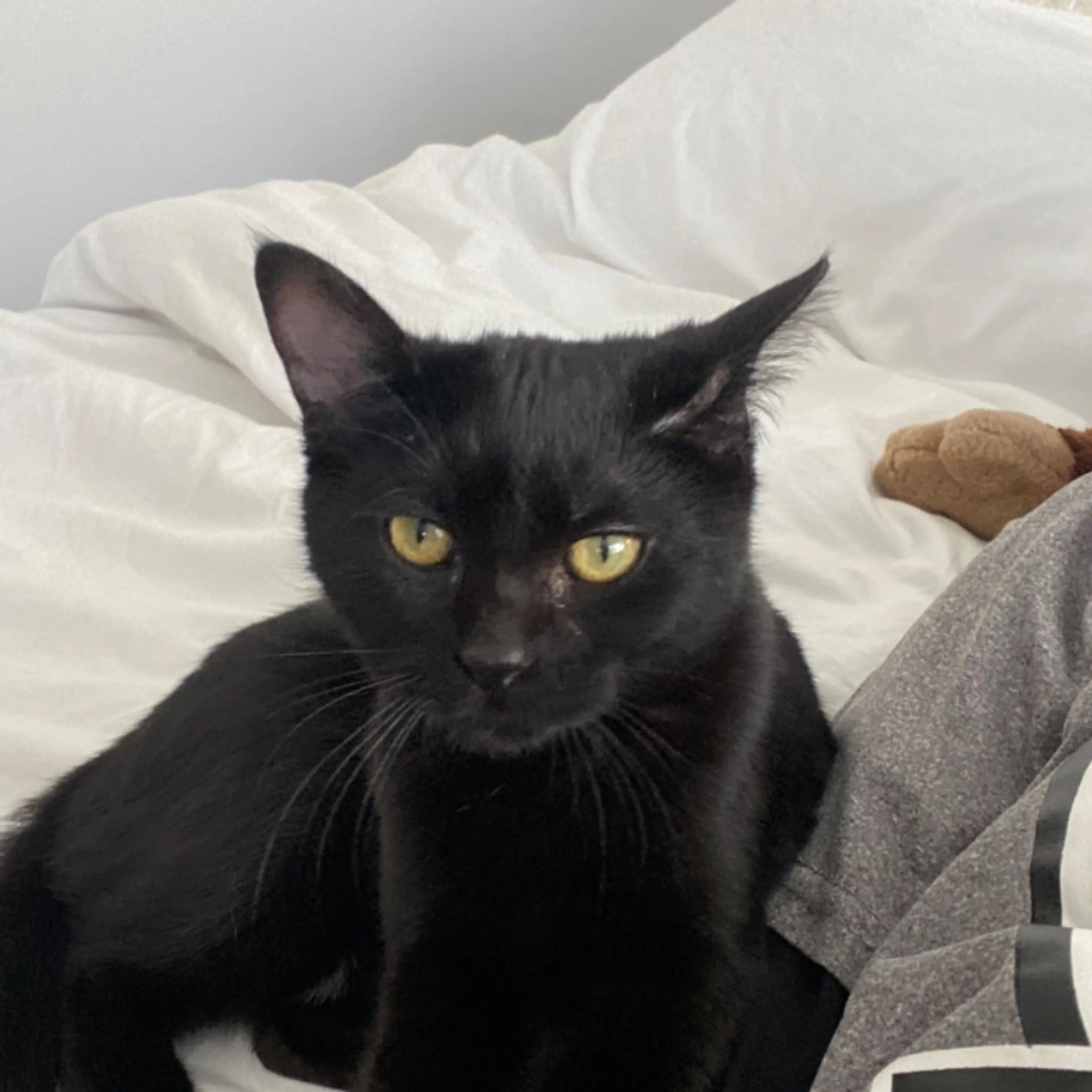 Lost pet