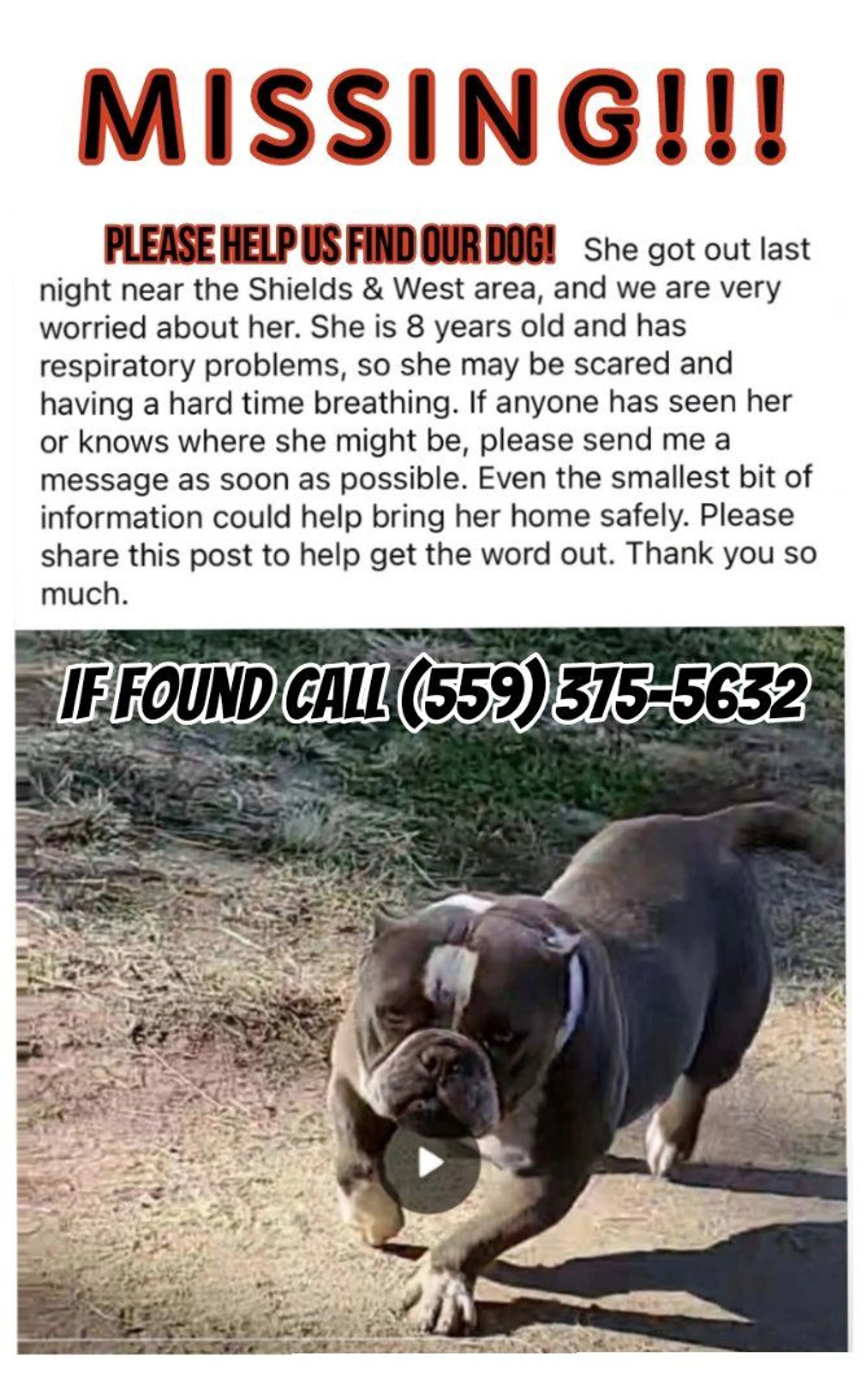 Lost pet