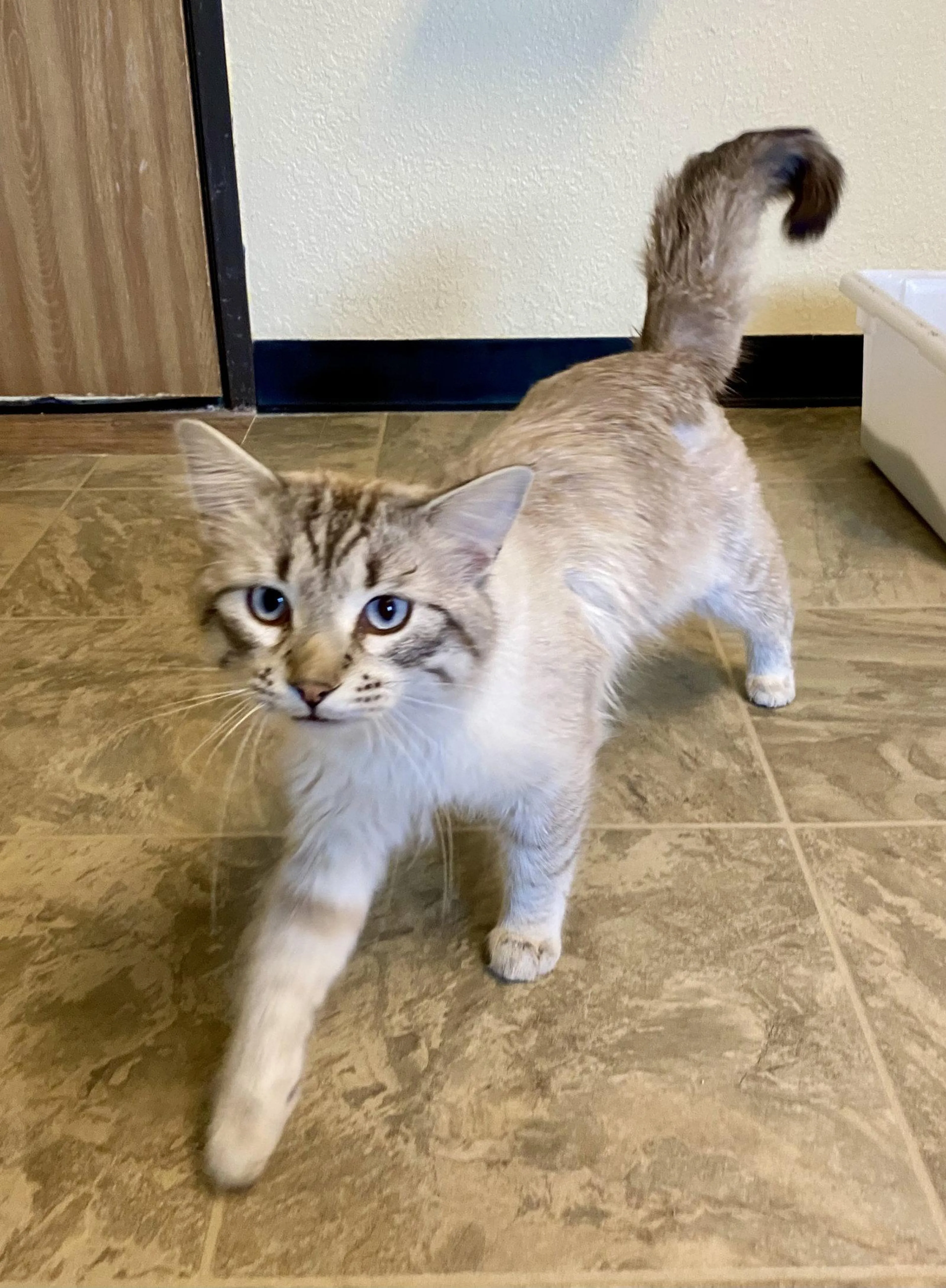 Found pet-0