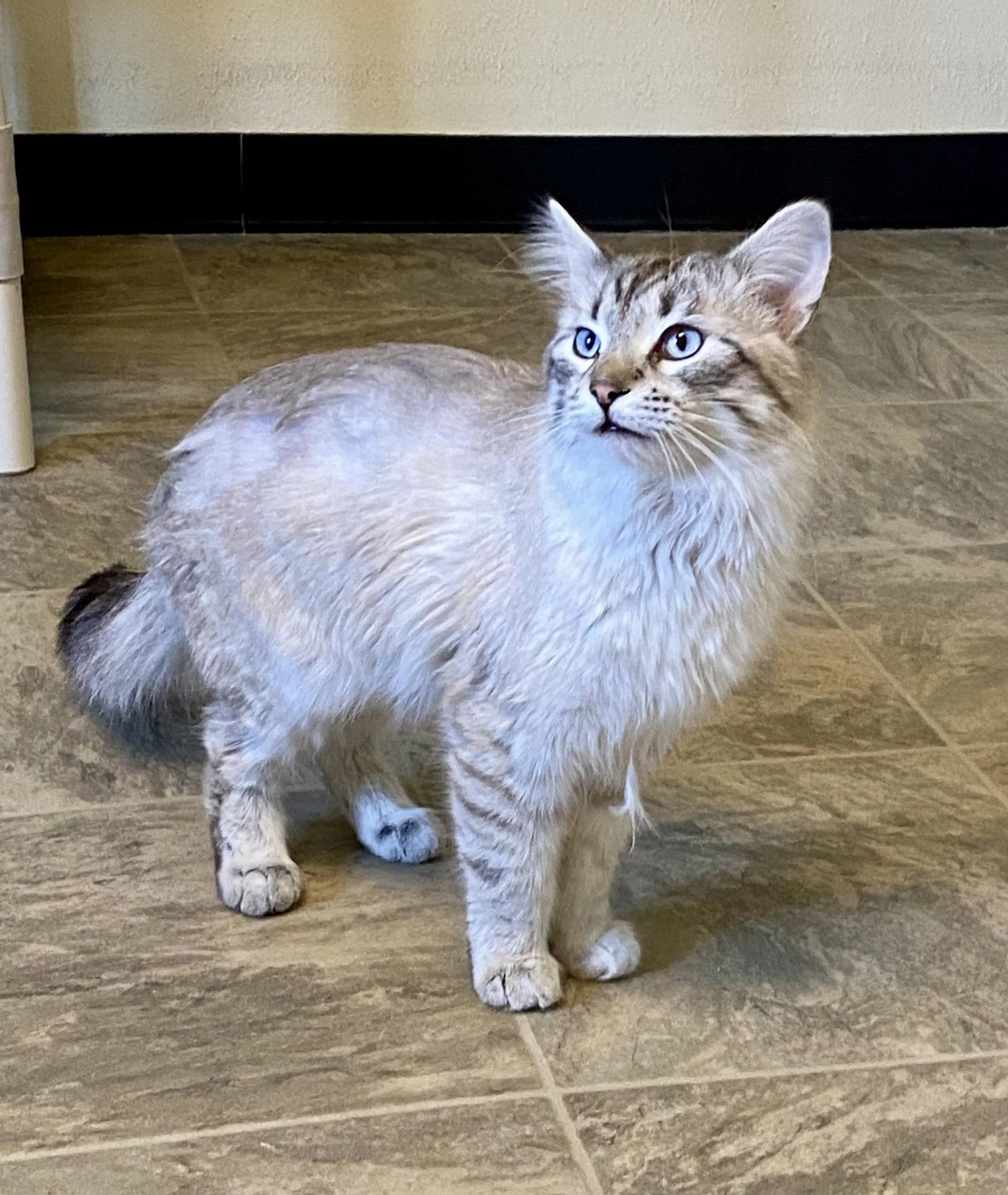 Found pet-1