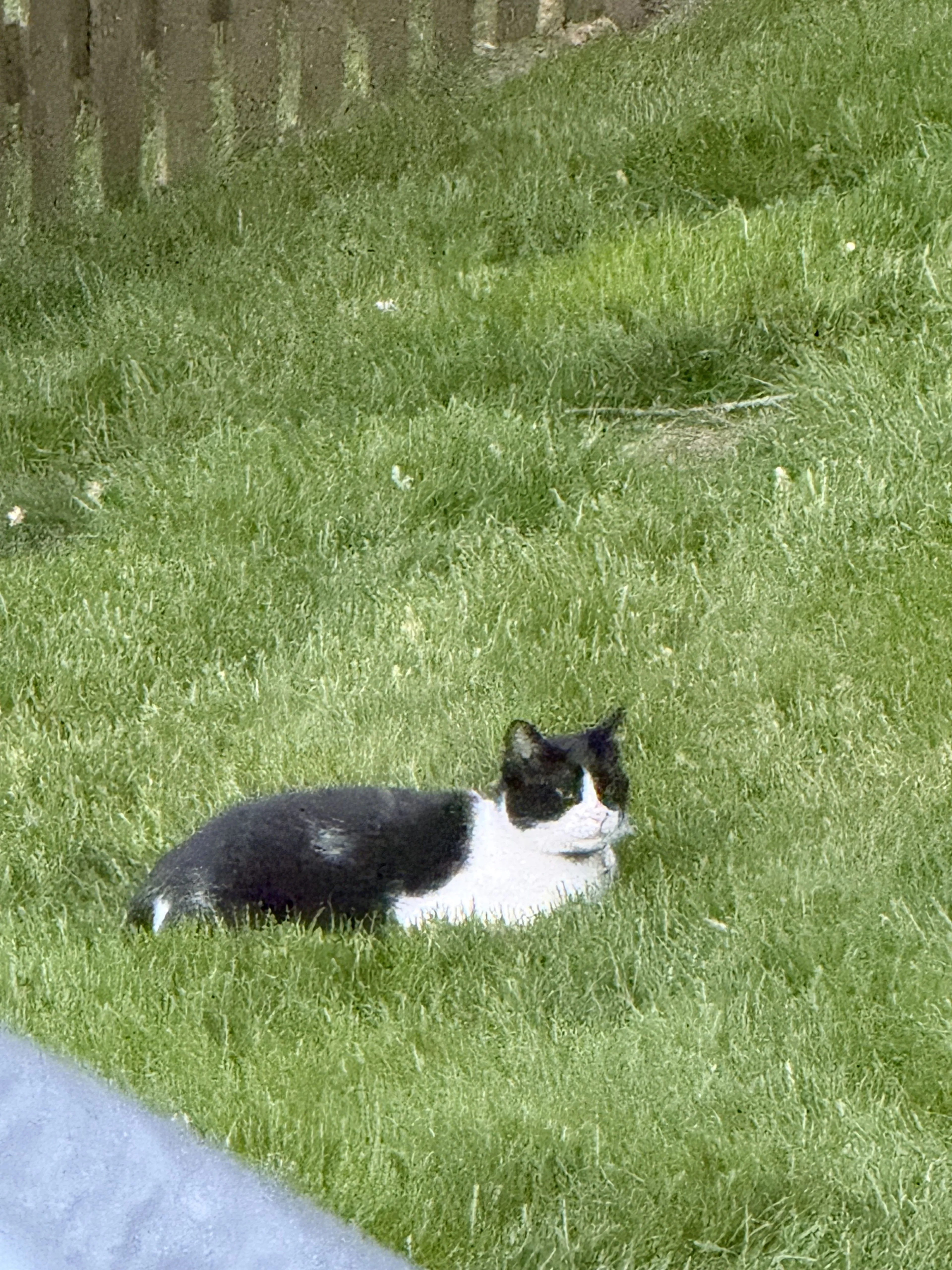 Lost pet