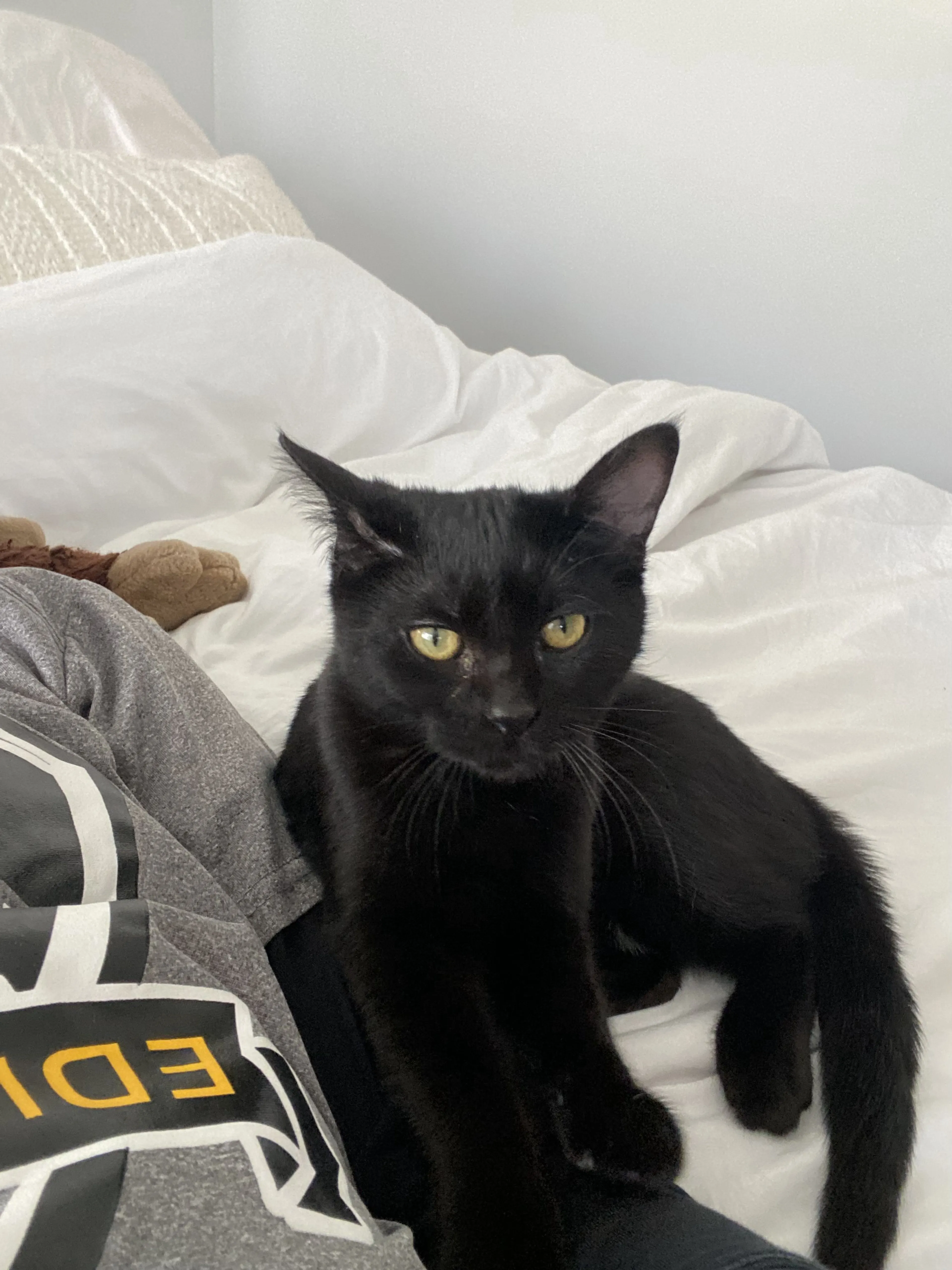 Lost pet