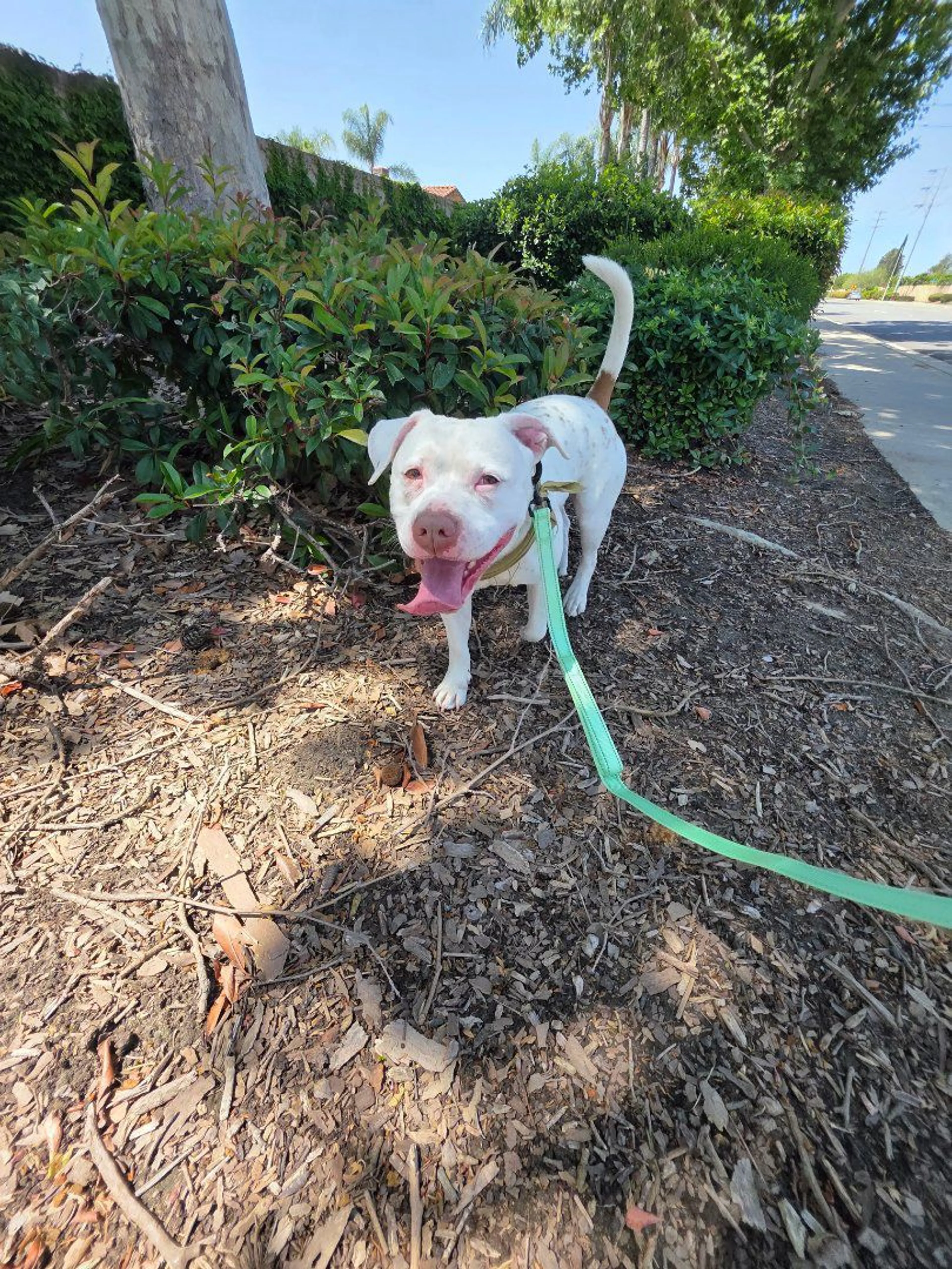 Lost pet-2