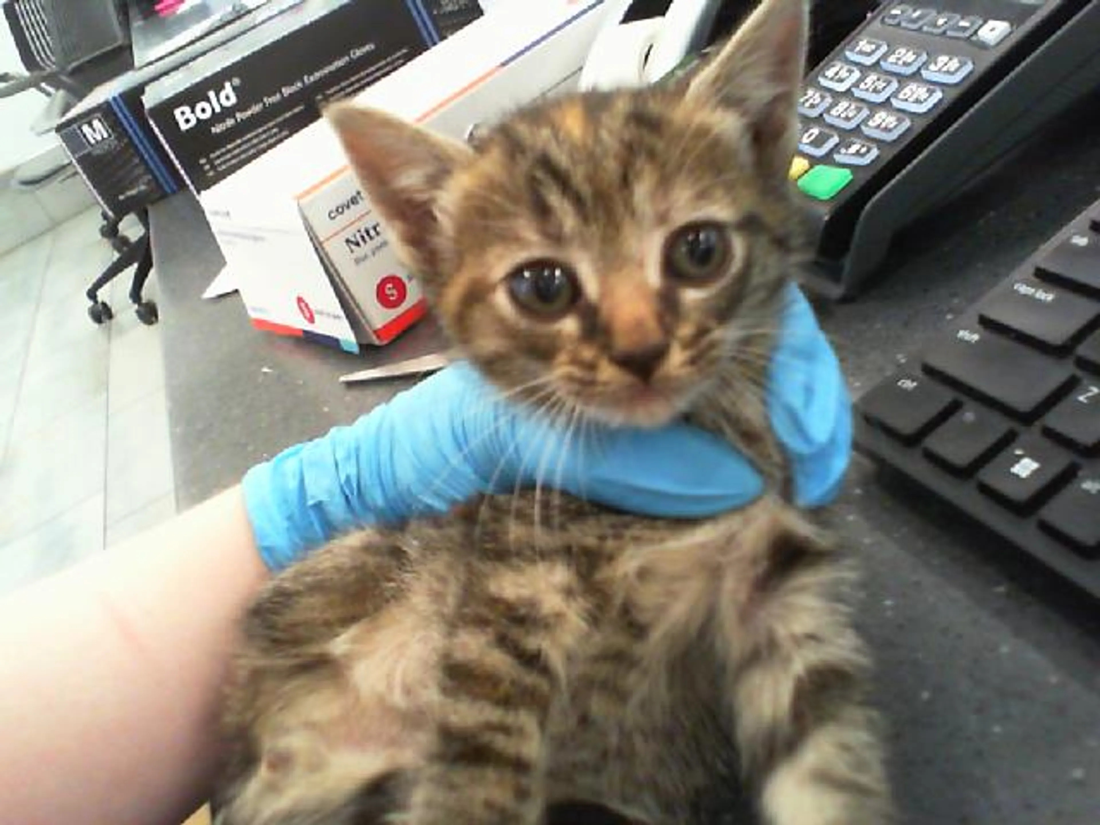 Found pet