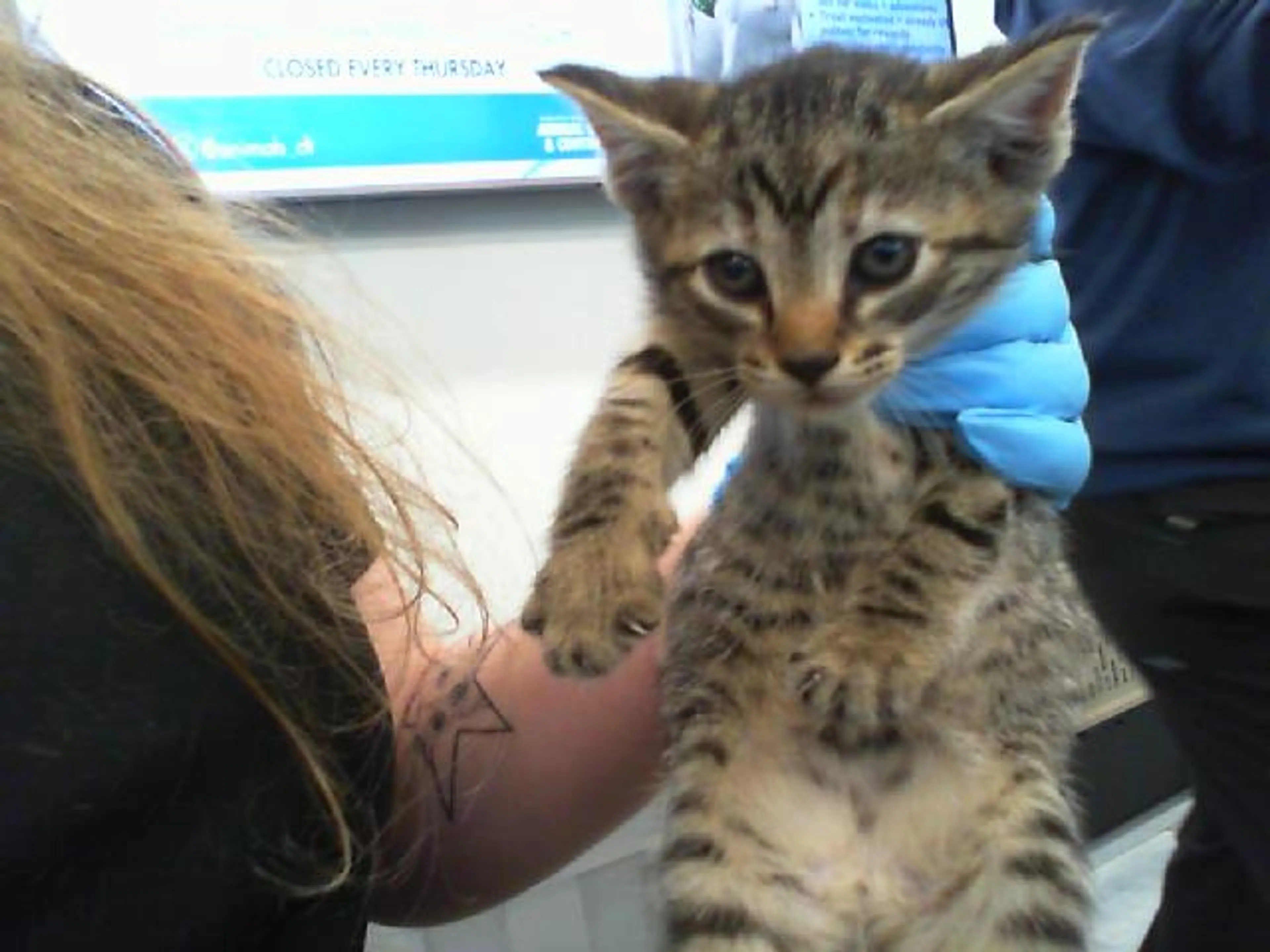 Found pet