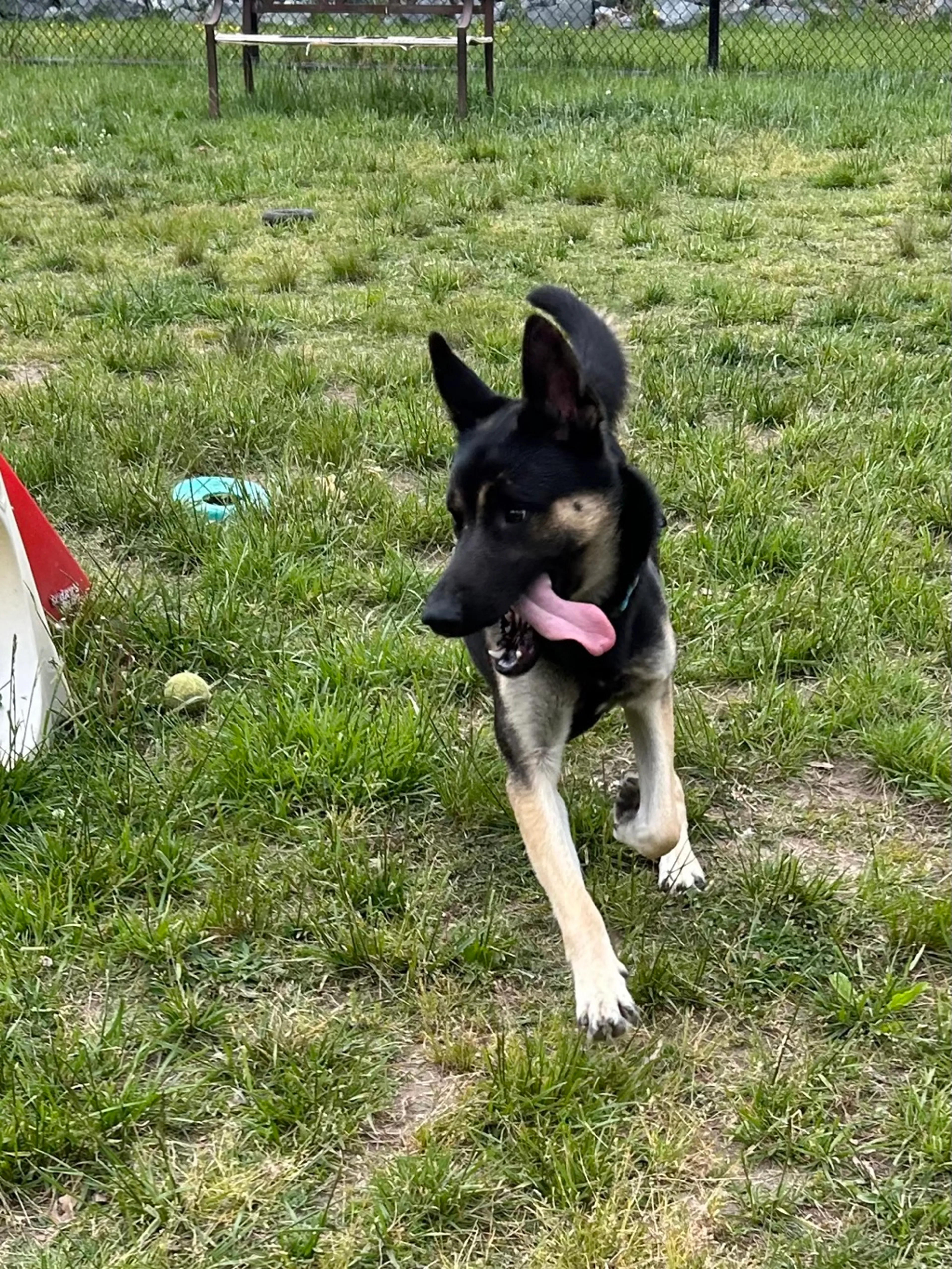 Found pet-8