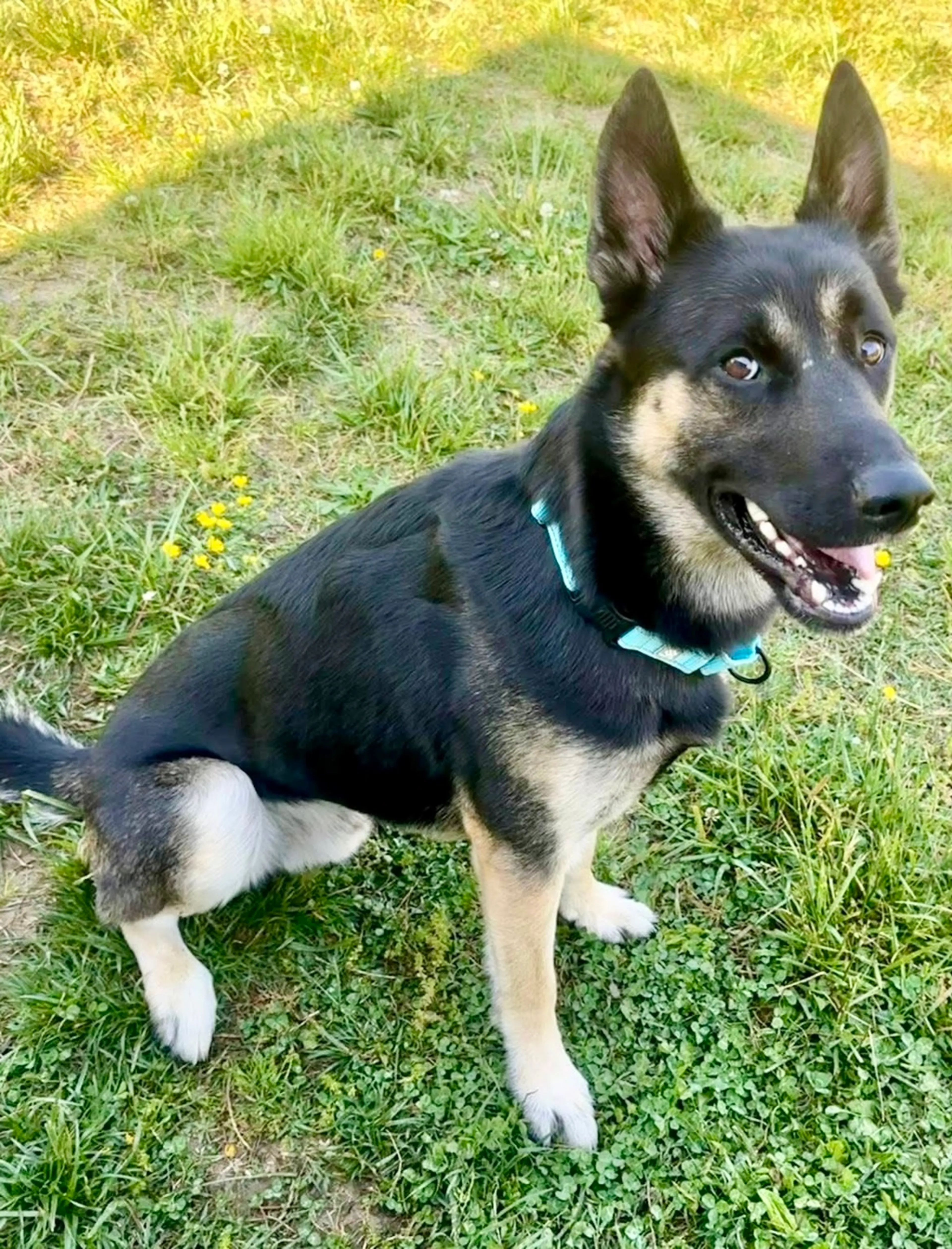 Found pet-2