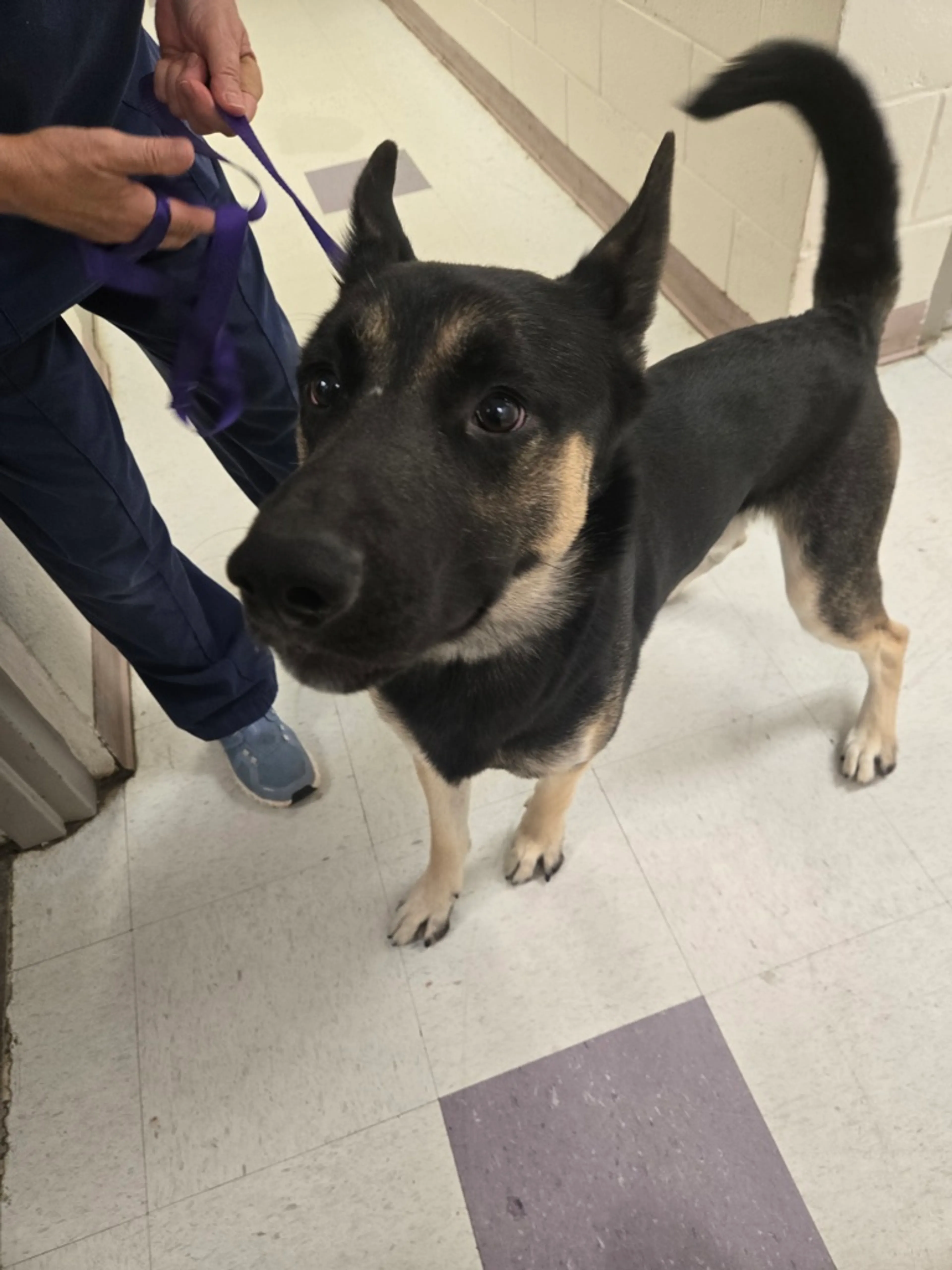 Found pet-12