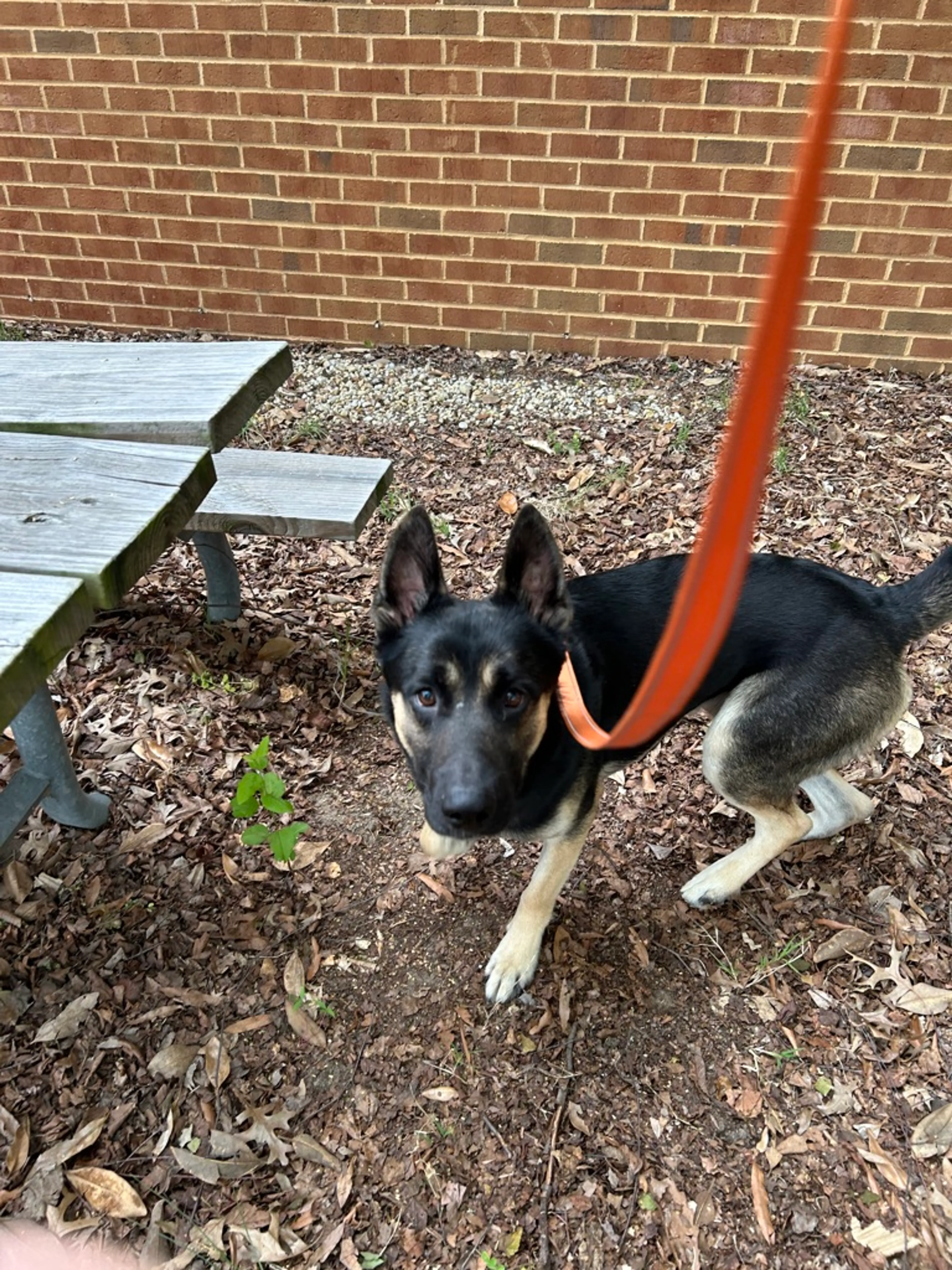 Found pet-5
