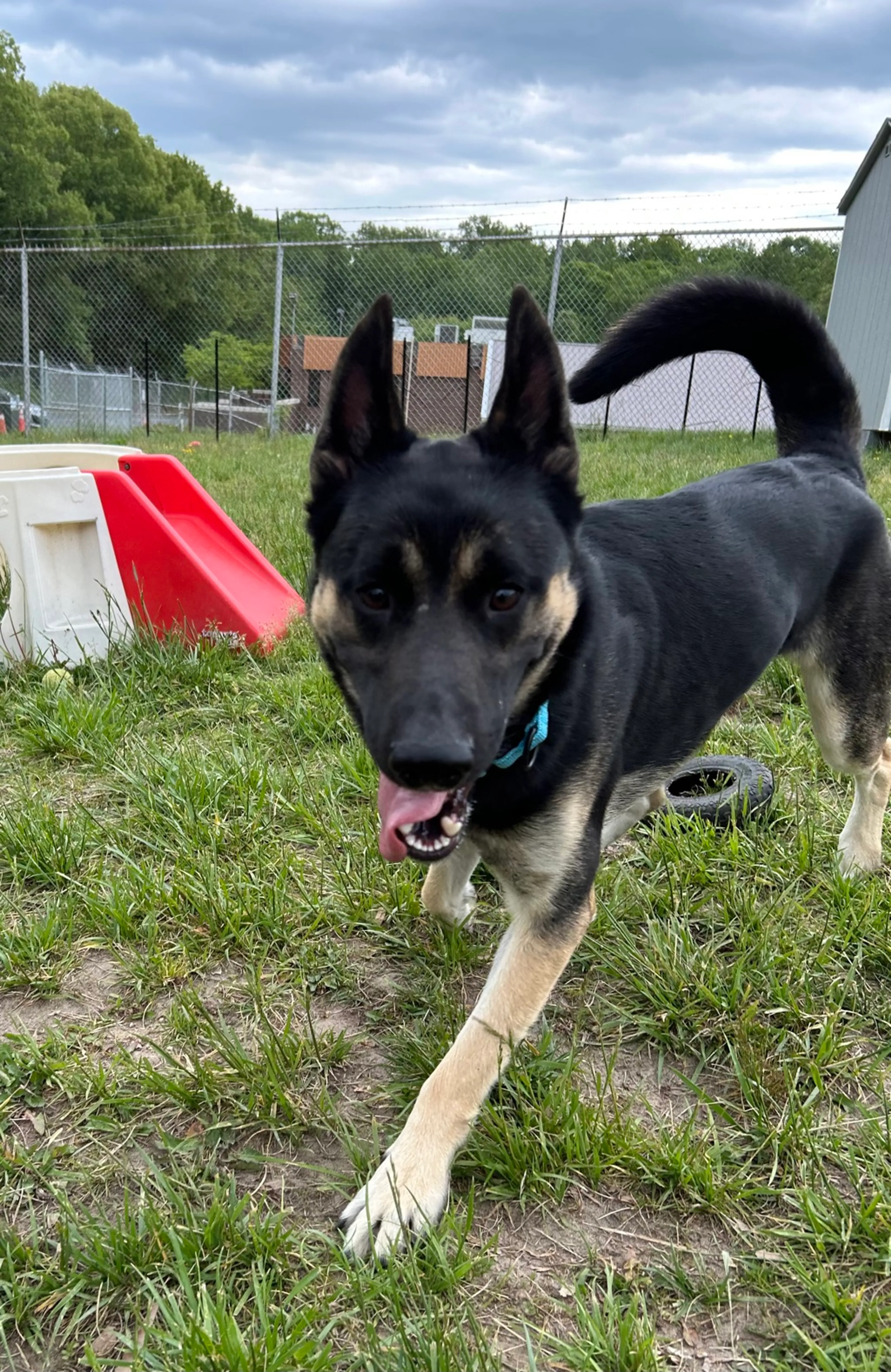 Found pet-10